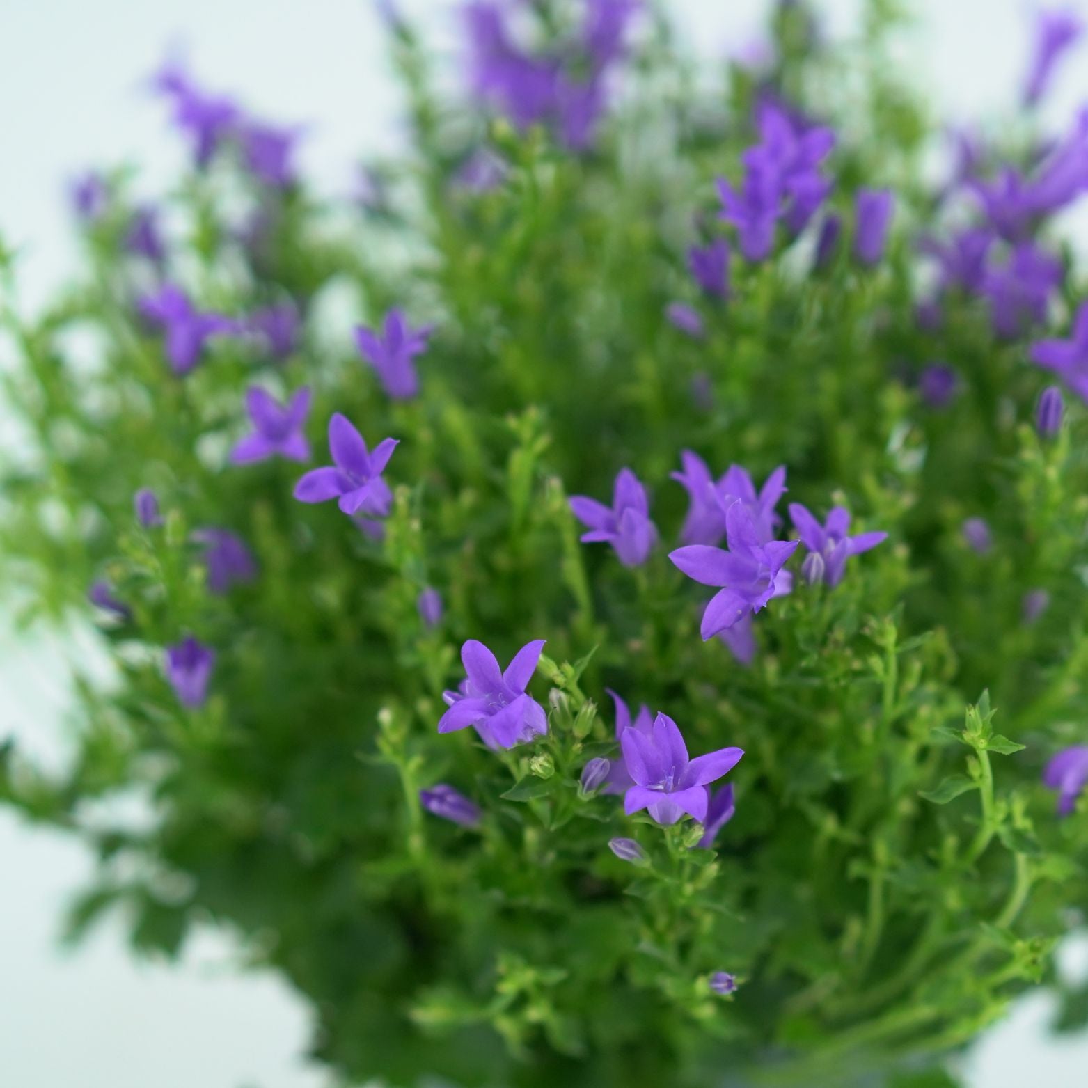 CAMPANULA PORTENSCHLAGIANA 'AMBELLA' Dzwonek dalmatyński