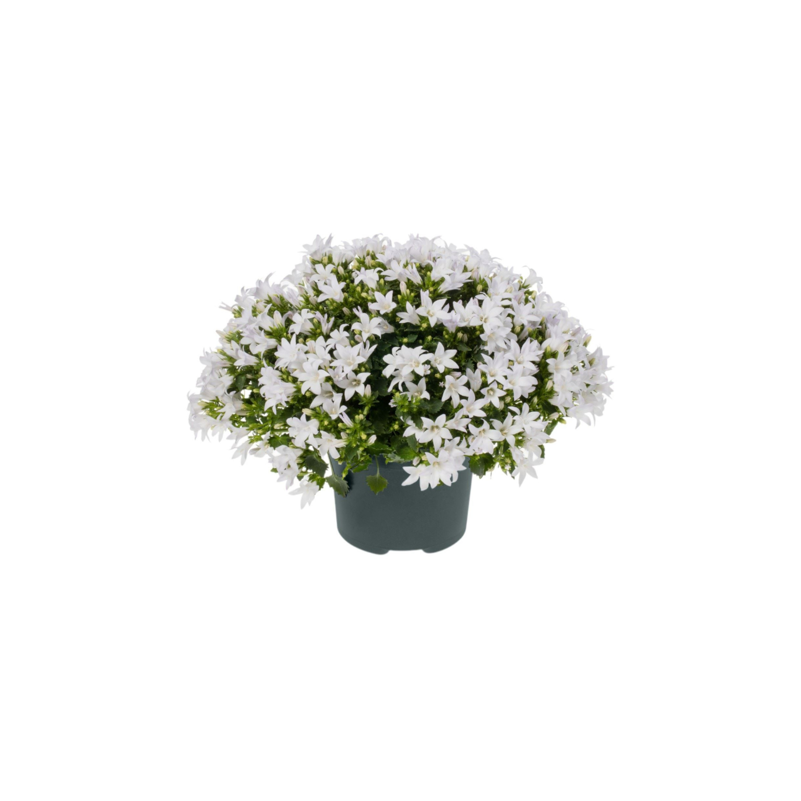 CAMPANULA PORTENSCHLAGIANA 'AMBELLA WHITE' Dzwonek dalmatyński