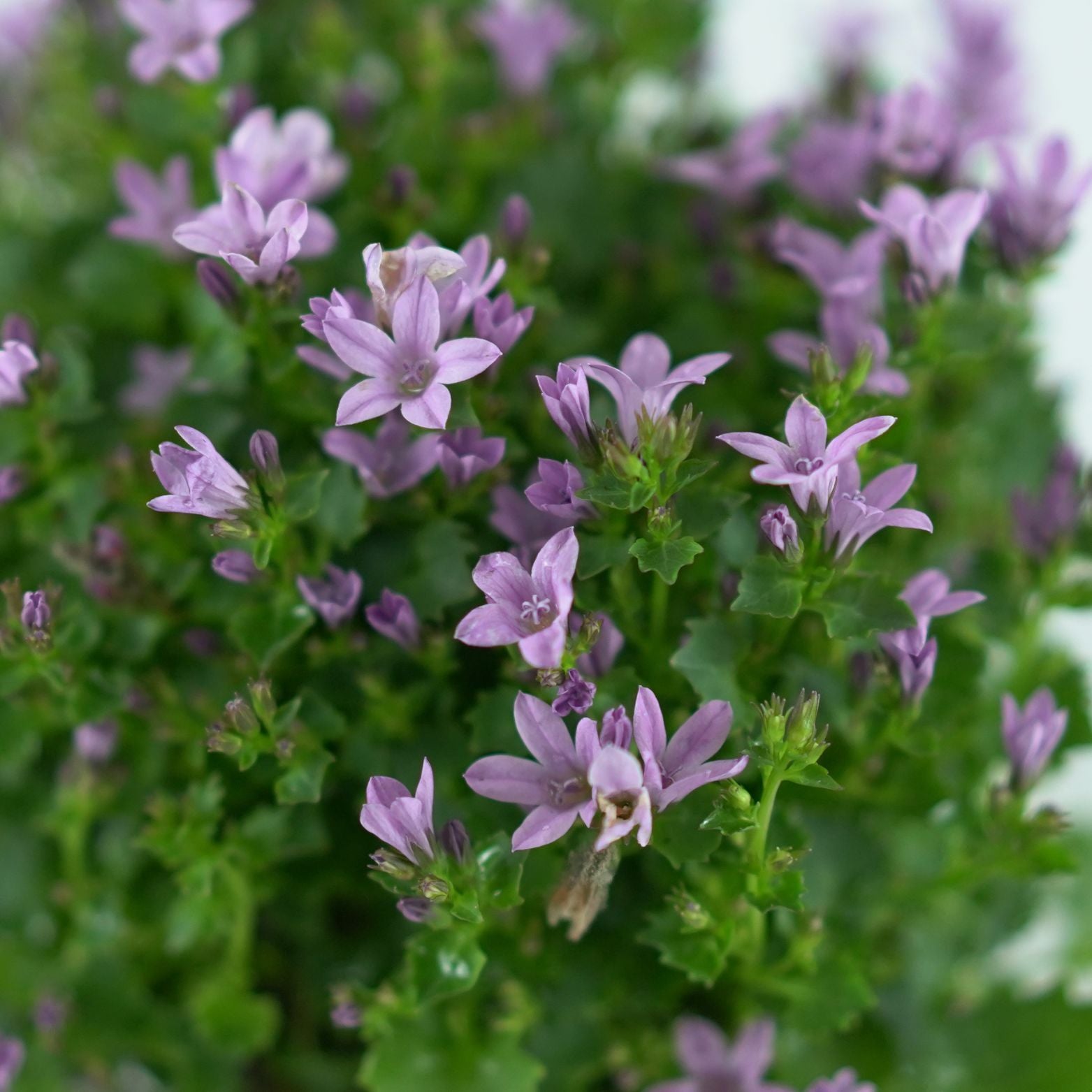 CAMPANULA PORTENSCHLAGIANA 'Ambella Pink' Dzwonek dalmatyński