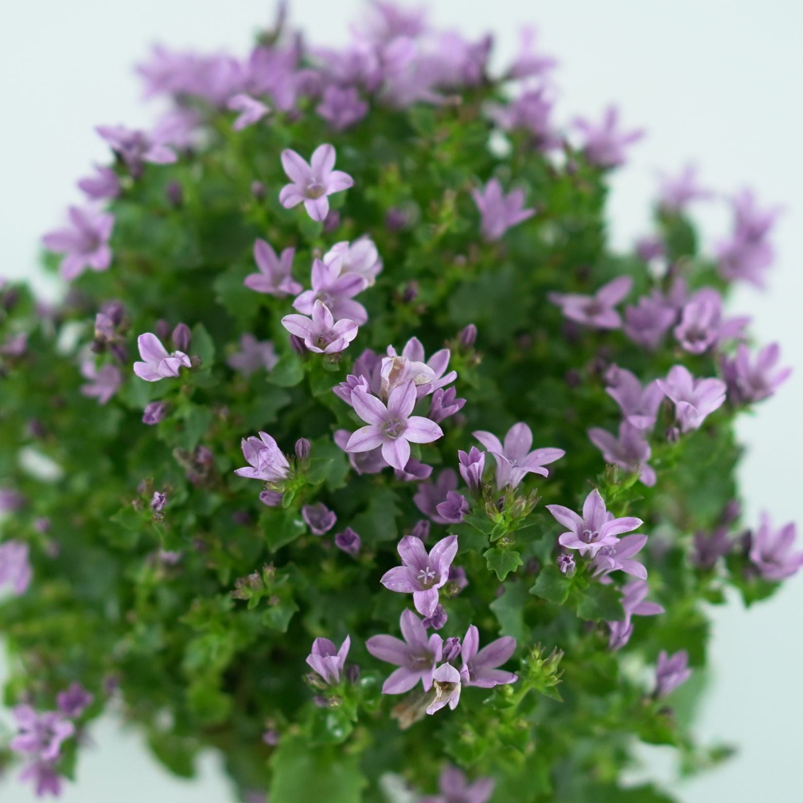 CAMPANULA PORTENSCHLAGIANA 'Ambella Pink' Dzwonek dalmatyński