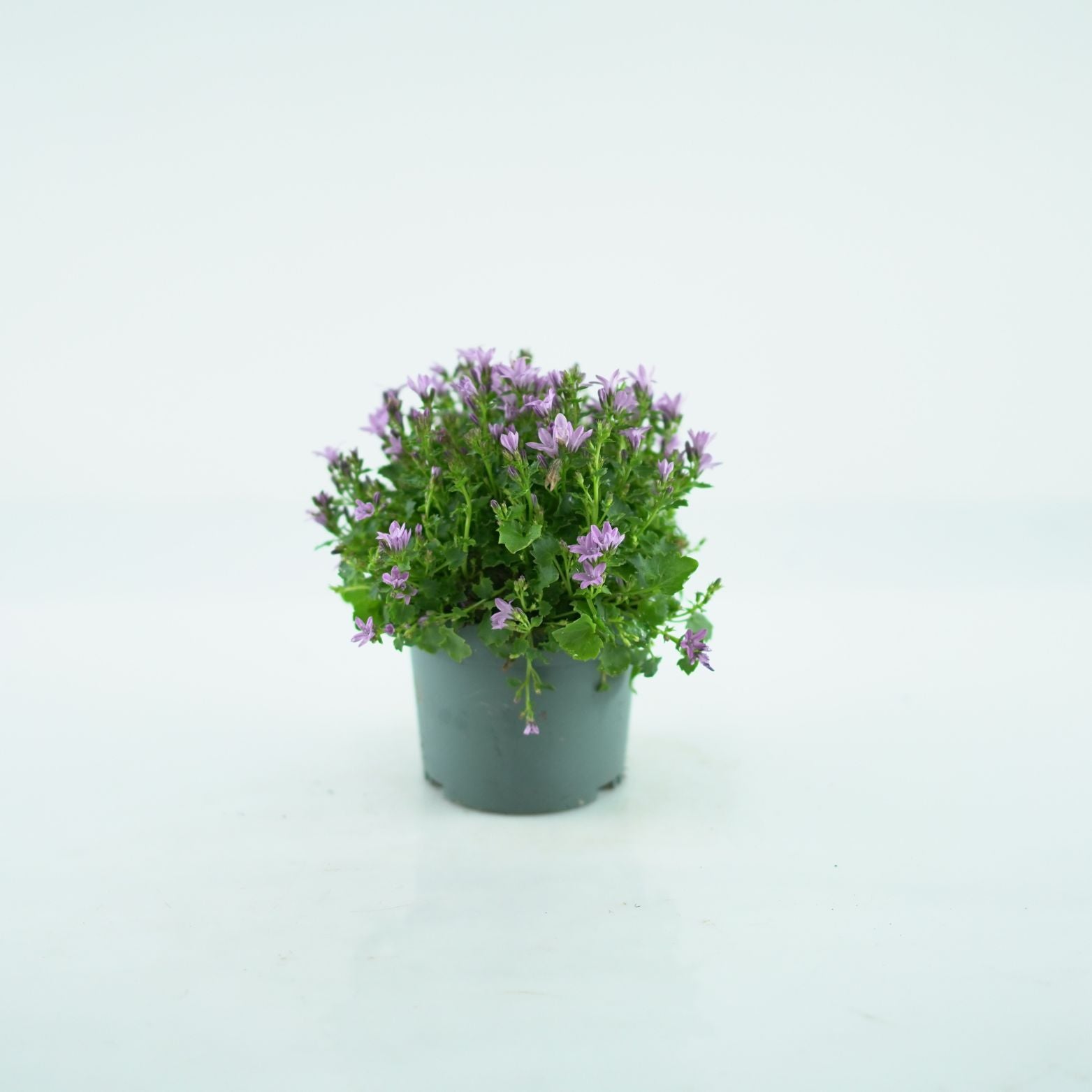 CAMPANULA PORTENSCHLAGIANA 'Ambella Pink' Dzwonek dalmatyński