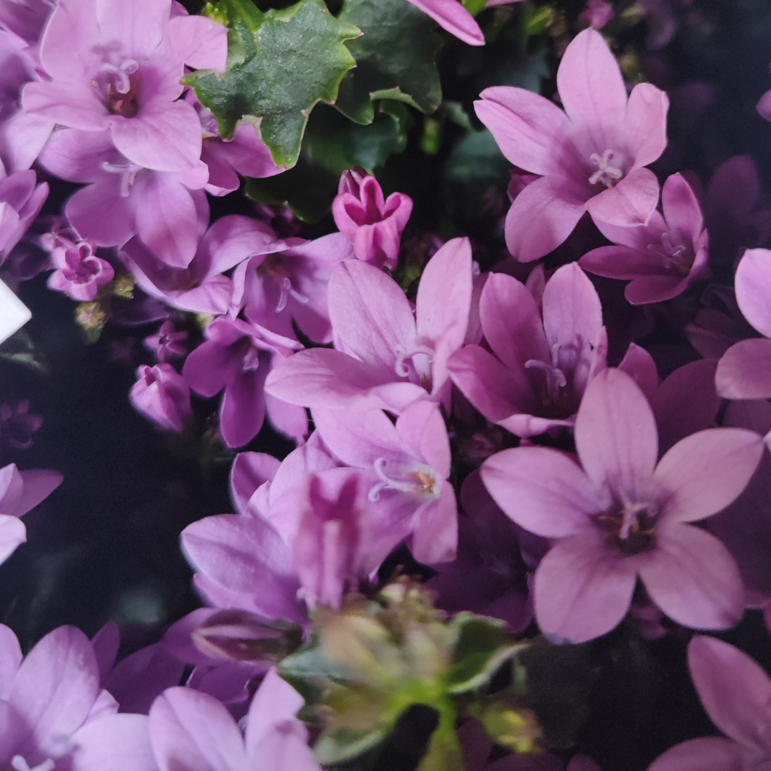 CAMPANULA PORTENSCHLAGIANA 'Ambella Pink' Dzwonek dalmatyński