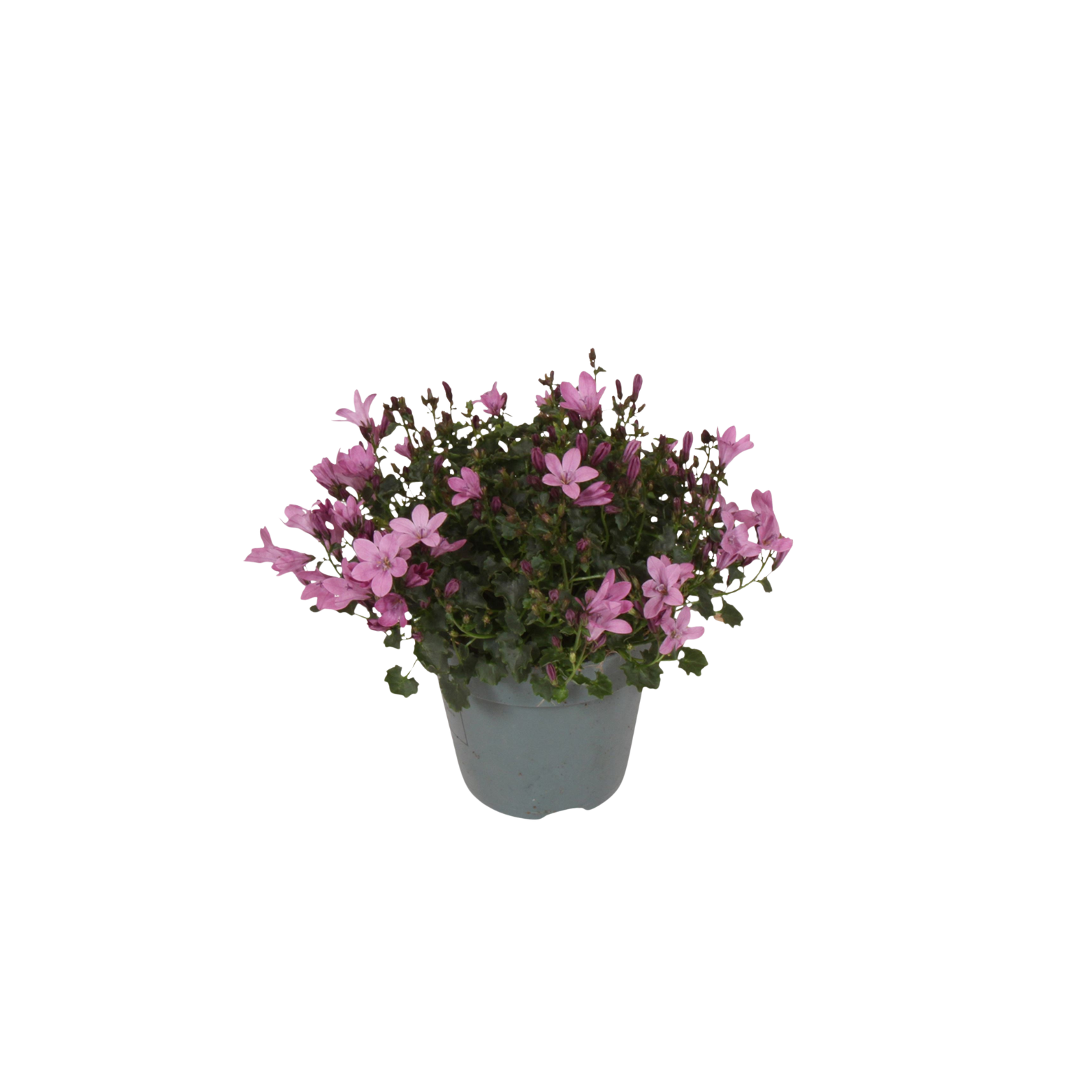 CAMPANULA PORTENSCHLAGIANA 'Ambella Pink' Dzwonek dalmatyński
