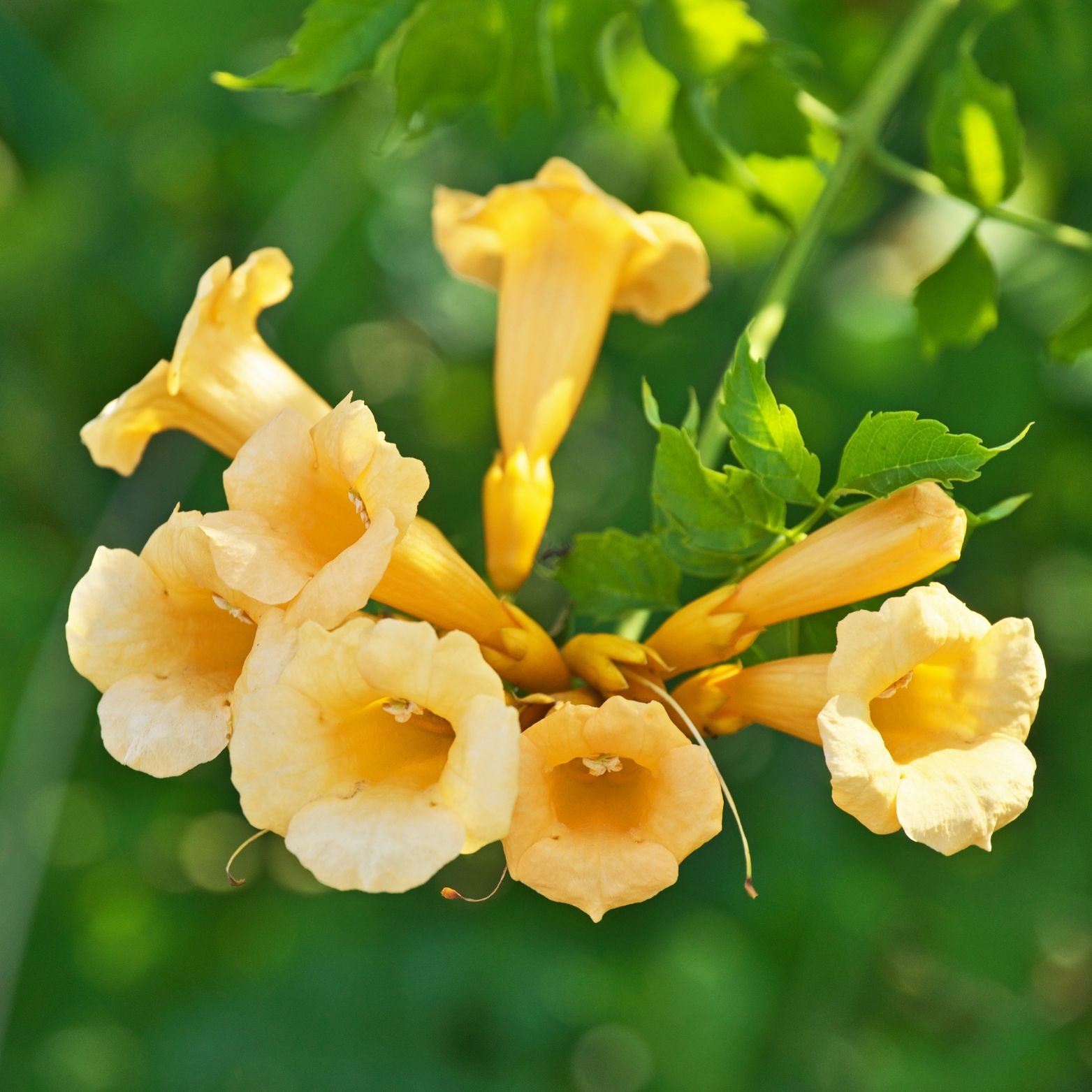 CAMPSIS RADICANS 'Flava' Milin
