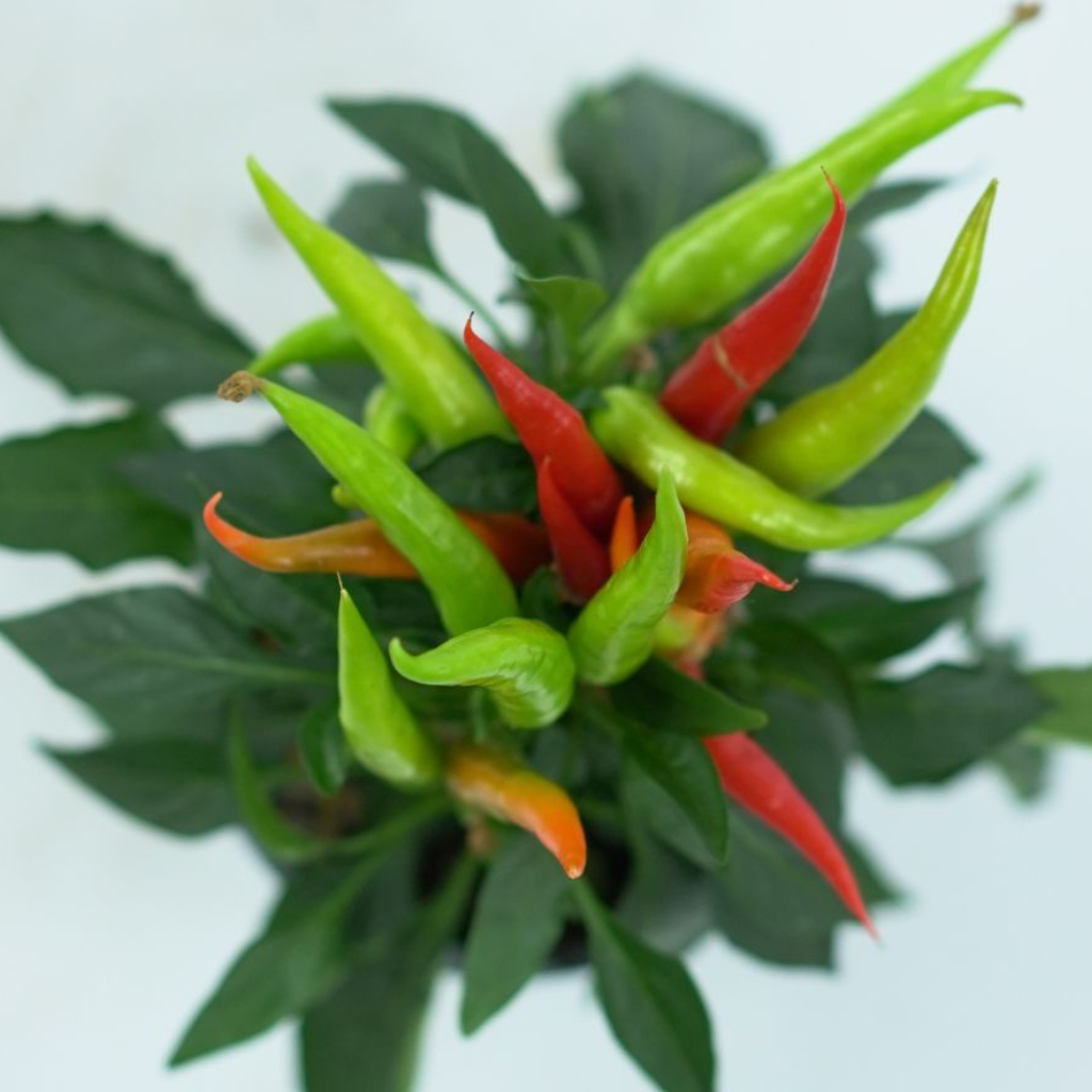 CAPSICUM ANNUM 'JOKER' Papryka ozdobna