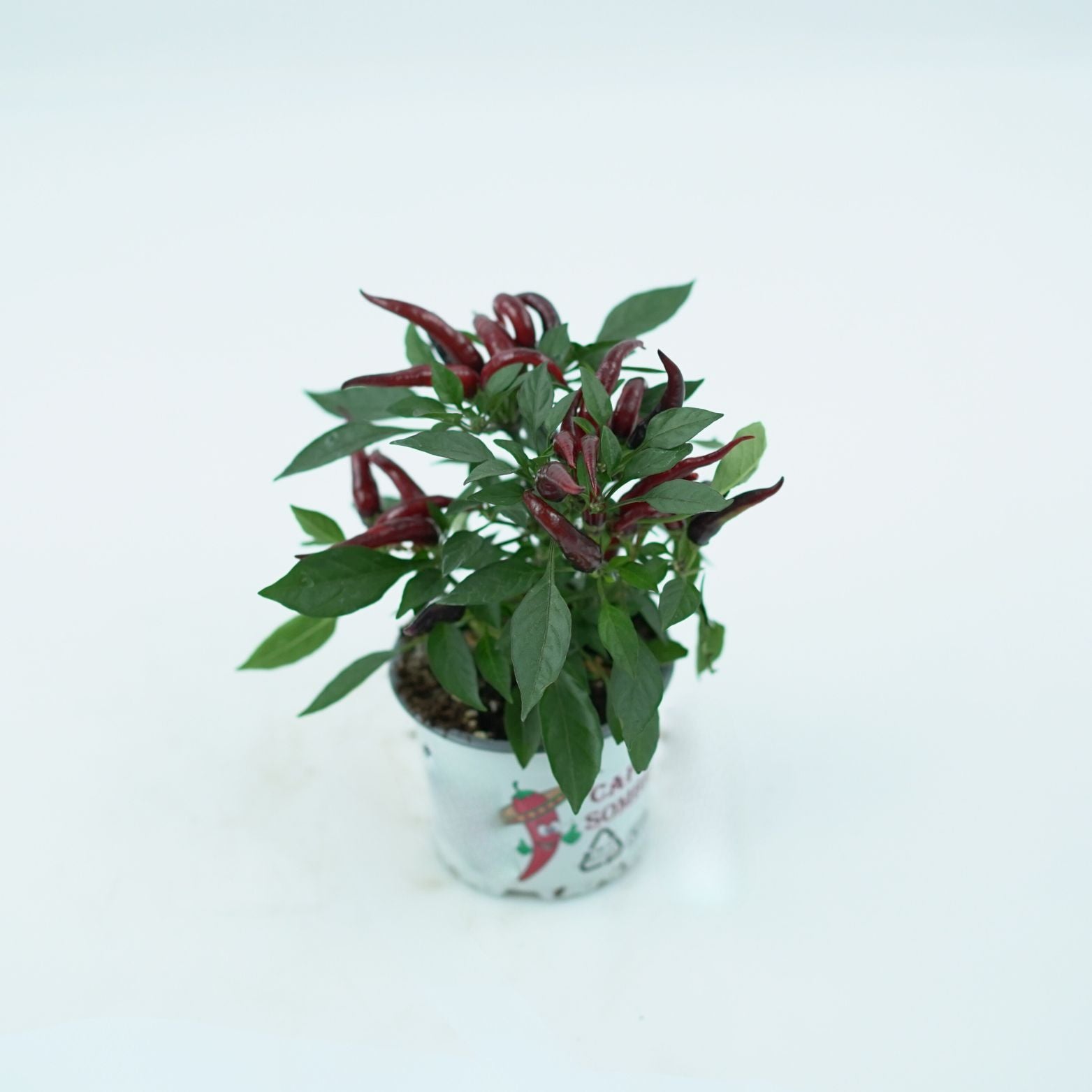 CAPSICUM ANNUM 'JOKER' Papryka ozdobna