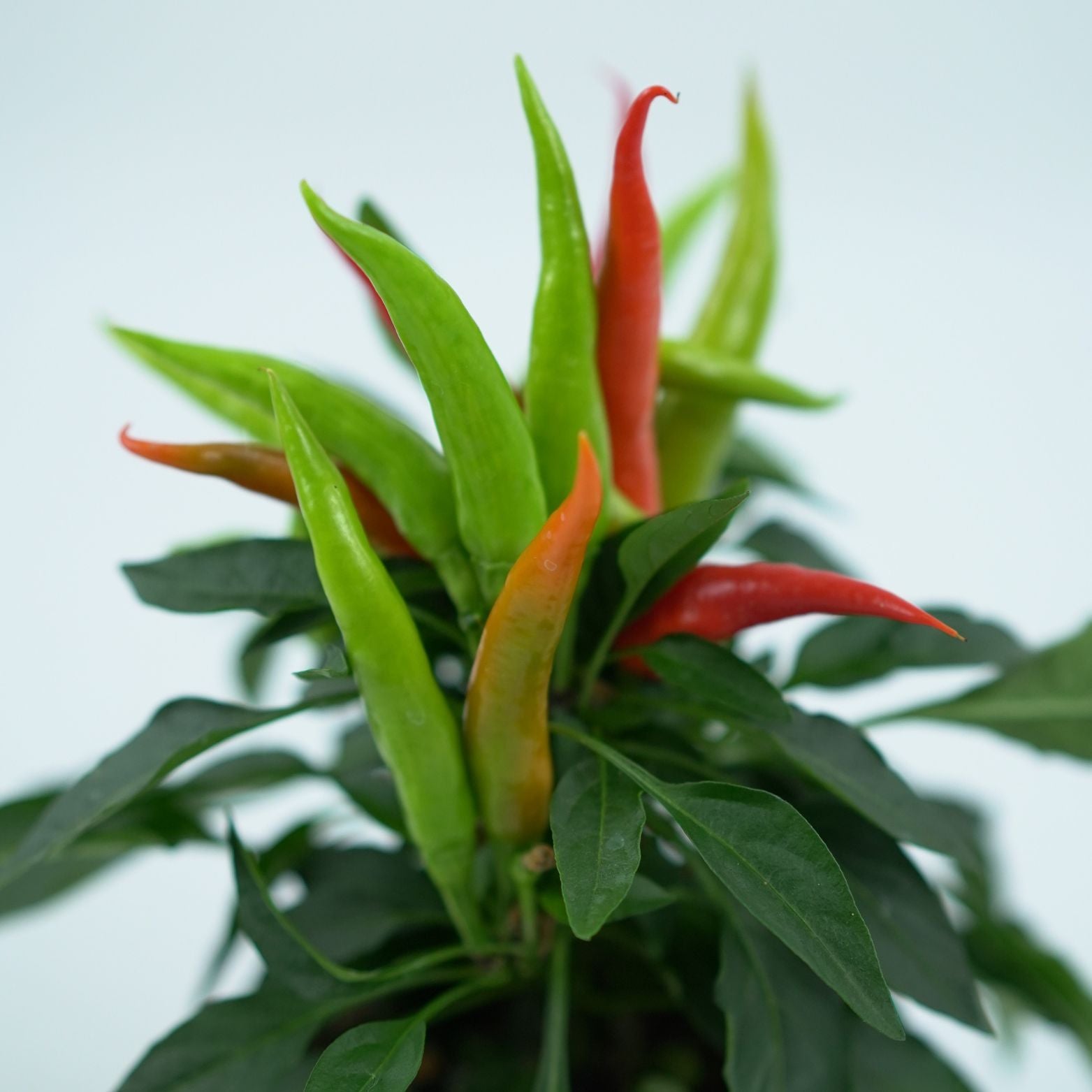 CAPSICUM ANNUM 'JOKER' Papryka ozdobna