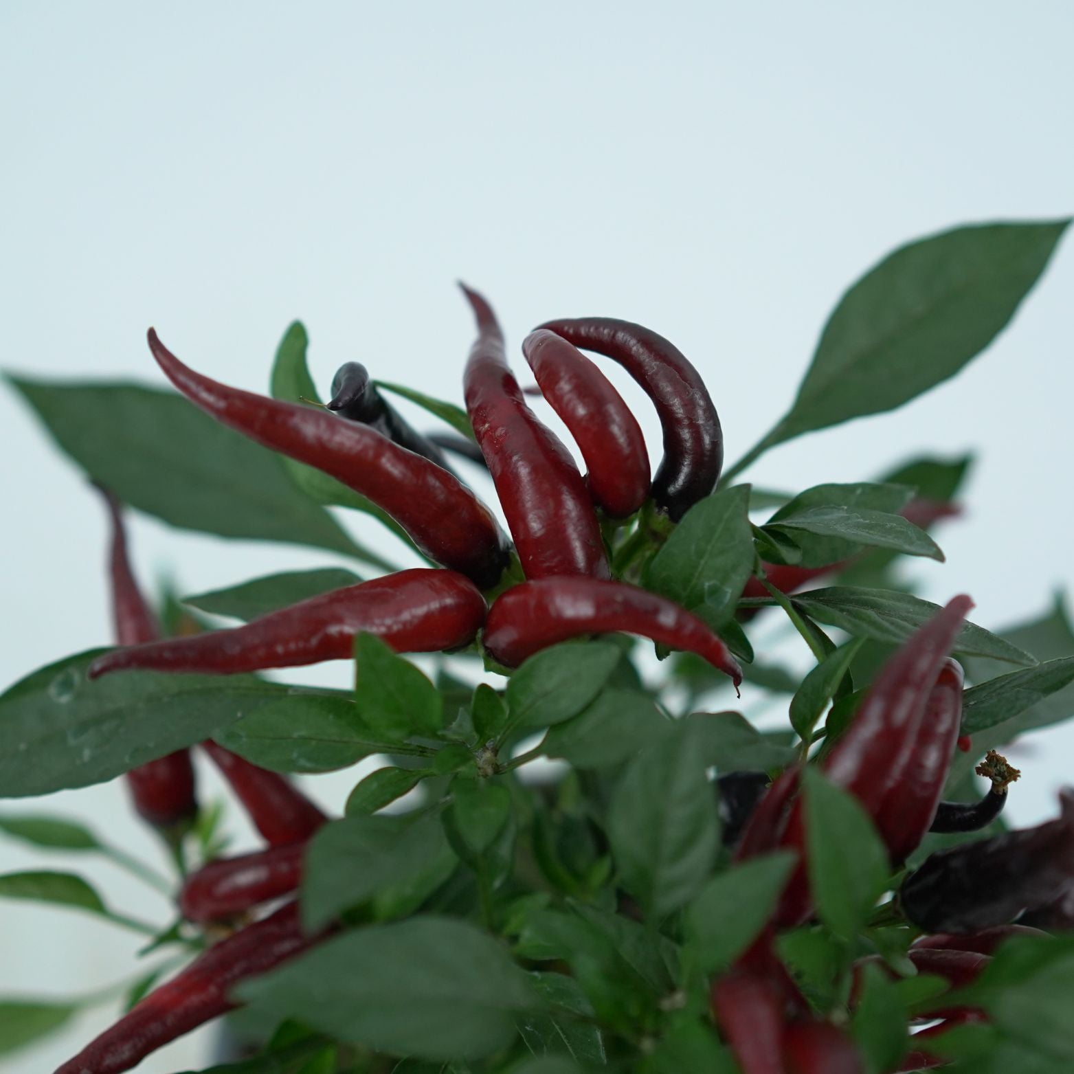 CAPSICUM ANNUM 'JOKER' Papryka ozdobna
