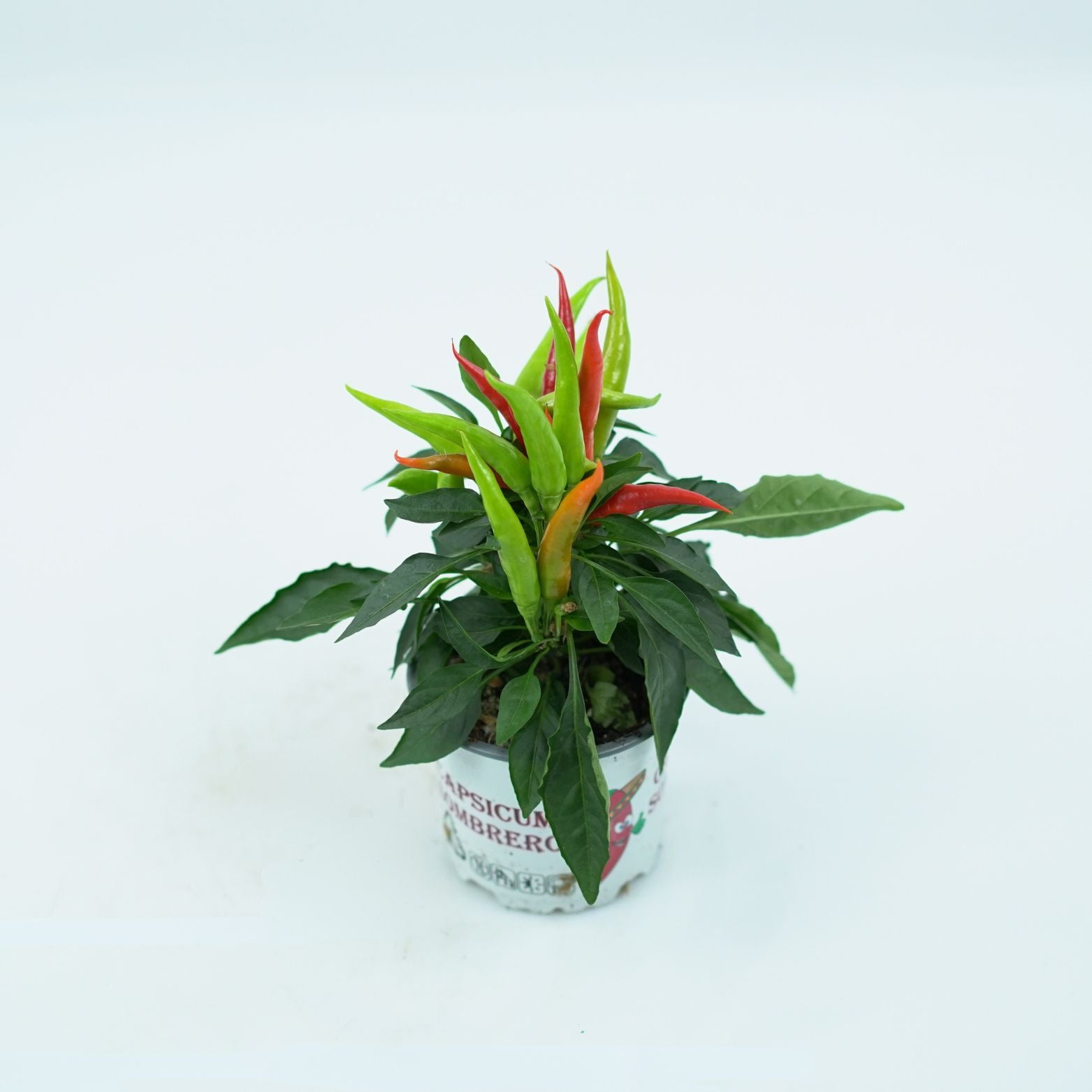 CAPSICUM ANNUM 'JOKER' Papryka ozdobna