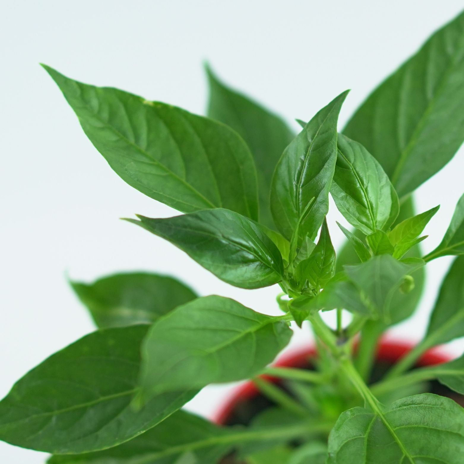CAPSICUM ANNUUM Papryka roczna
