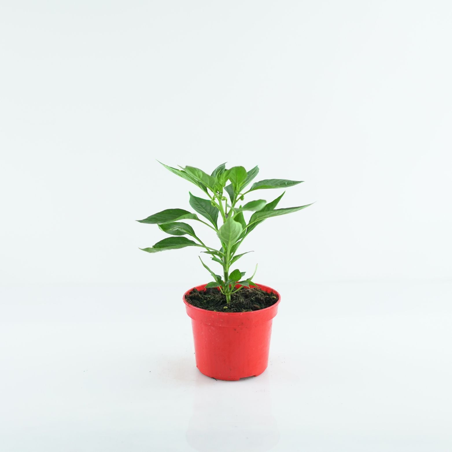 CAPSICUM ANNUUM Papryka roczna