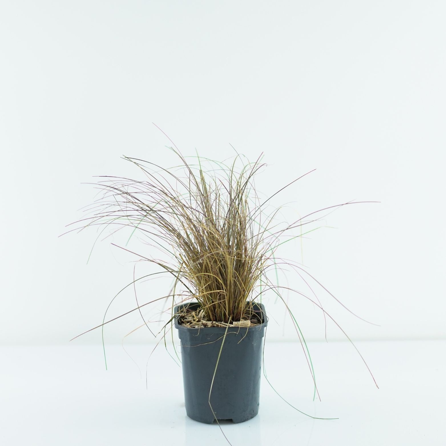 CAREX COMANS 'BRONZE FORM' Turzyca włosowa