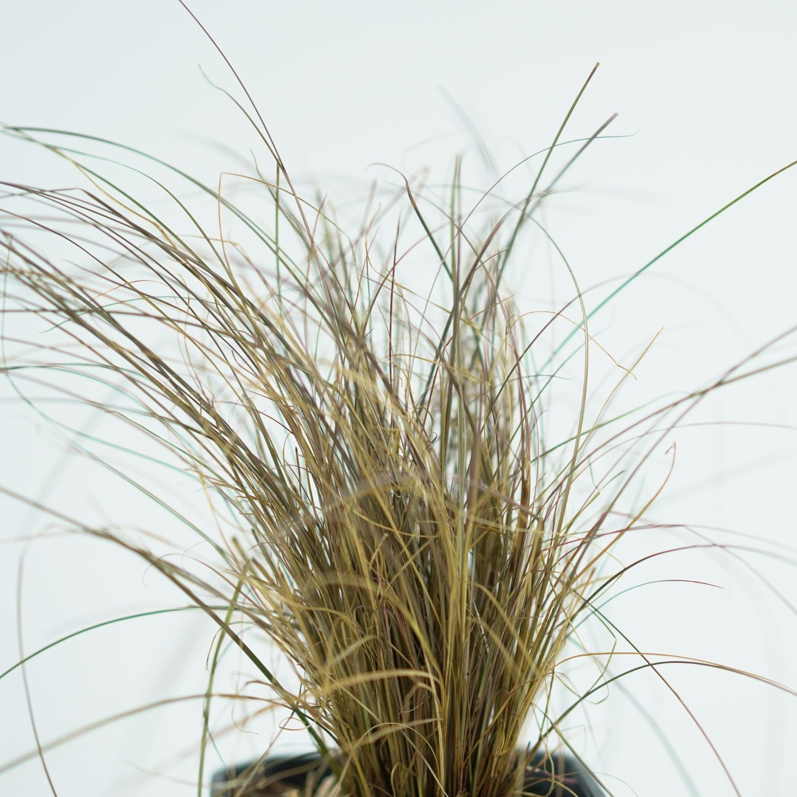 CAREX COMANS 'BRONZE FORM' Turzyca włosowa