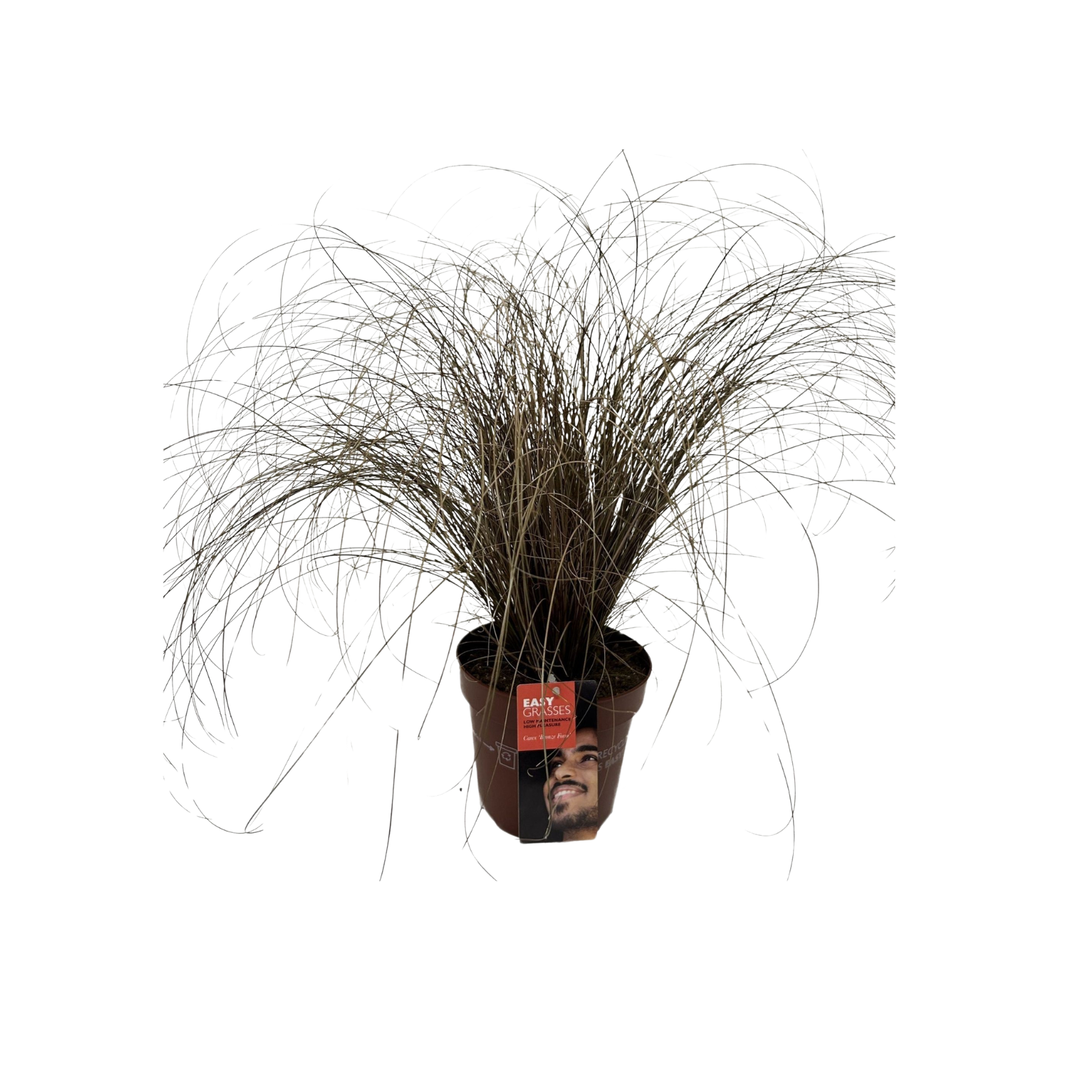 CAREX COMANS 'BRONZE FORM' Turzyca włosowa