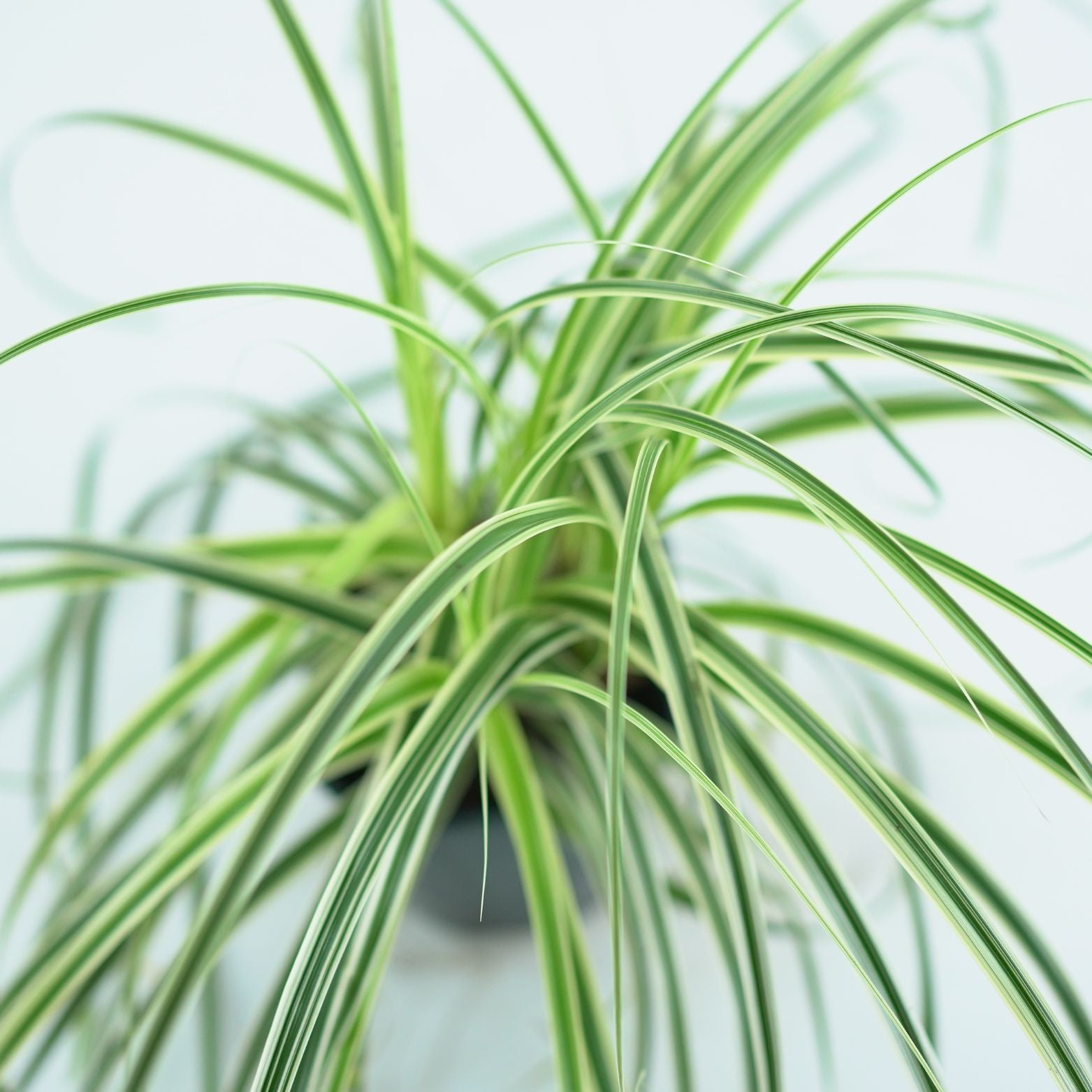 CAREX 'FEATHER FALLS' Turzyca
