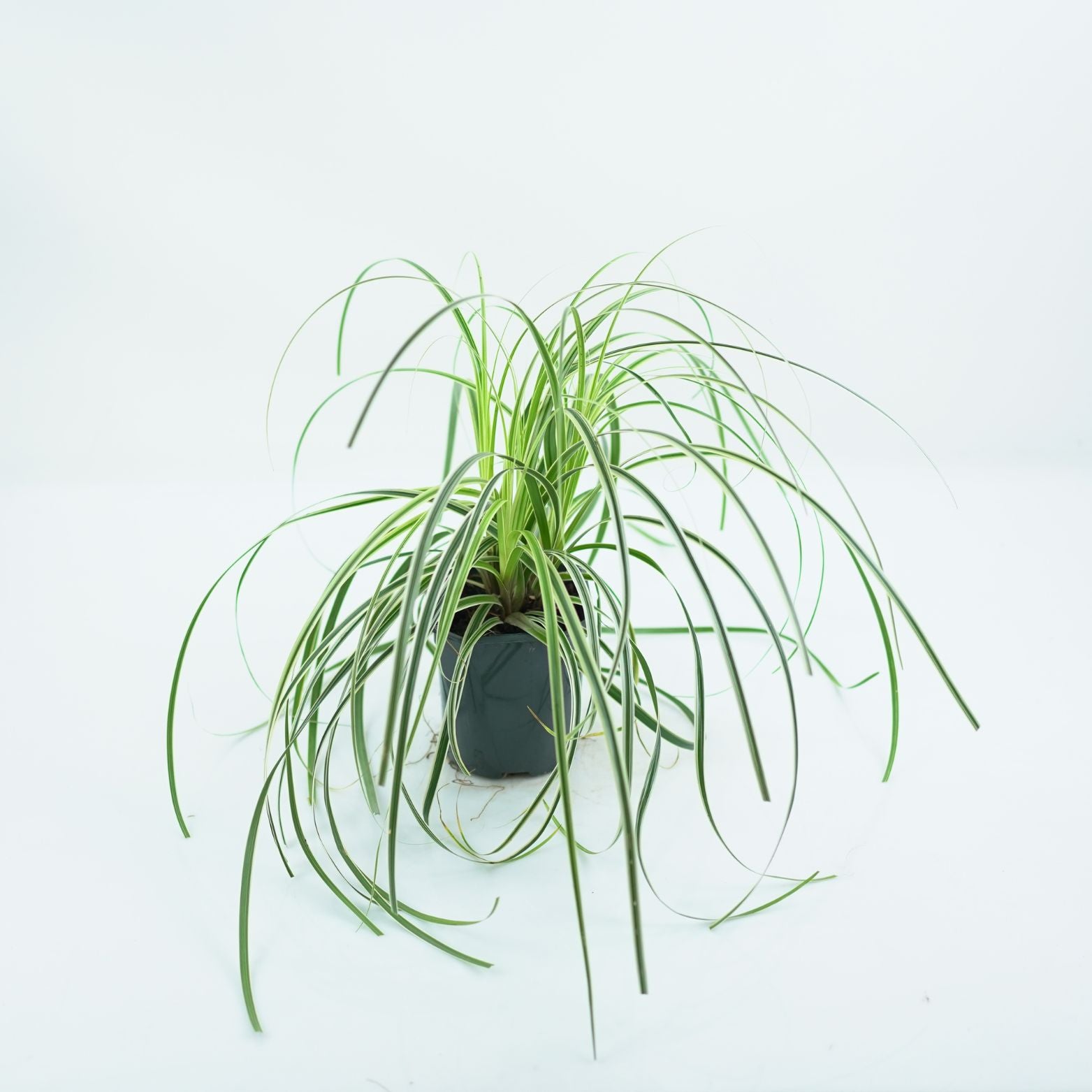 CAREX 'FEATHER FALLS' Turzyca