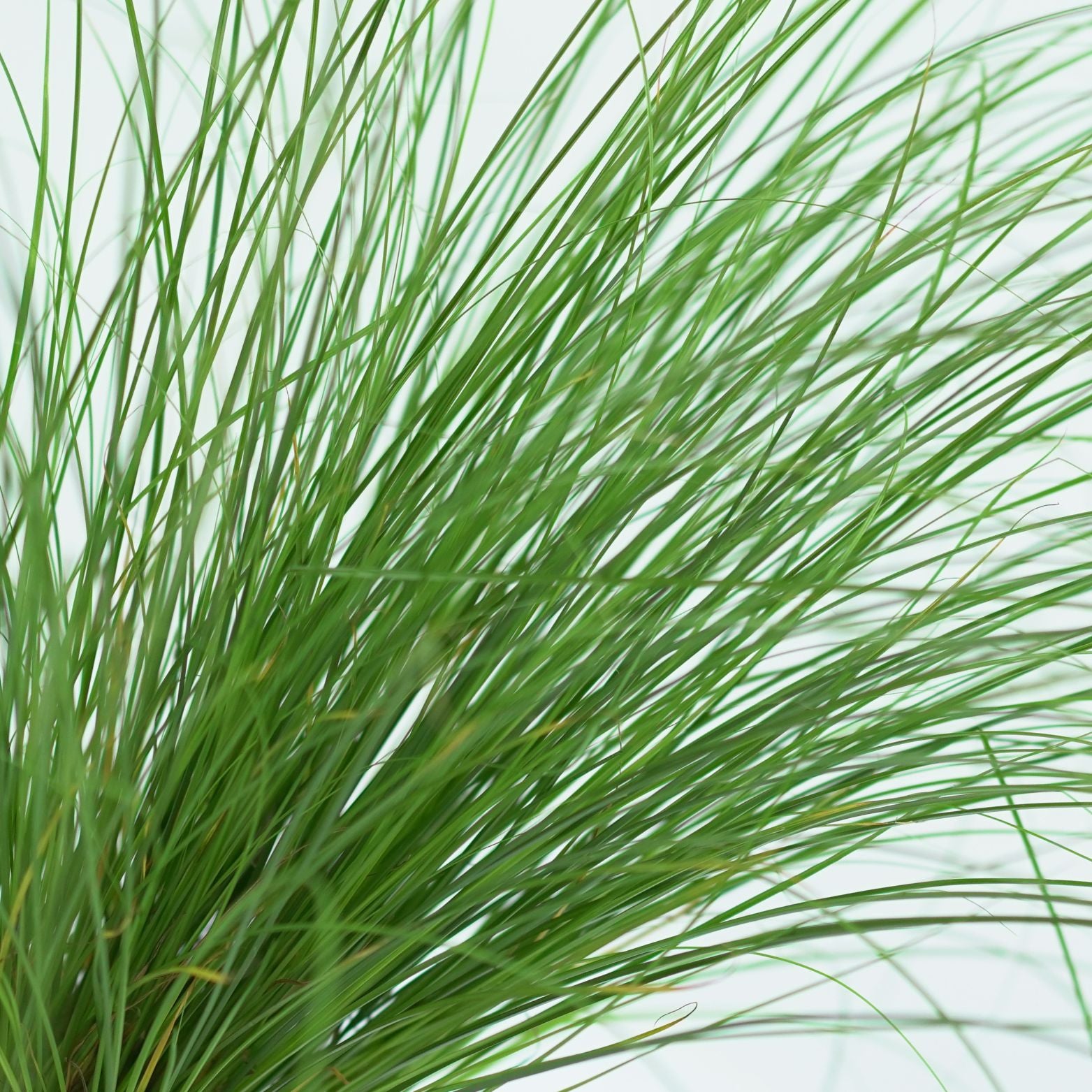CAREX HOWARDII 'PHOENIX GREEN' Turzyca Howarda