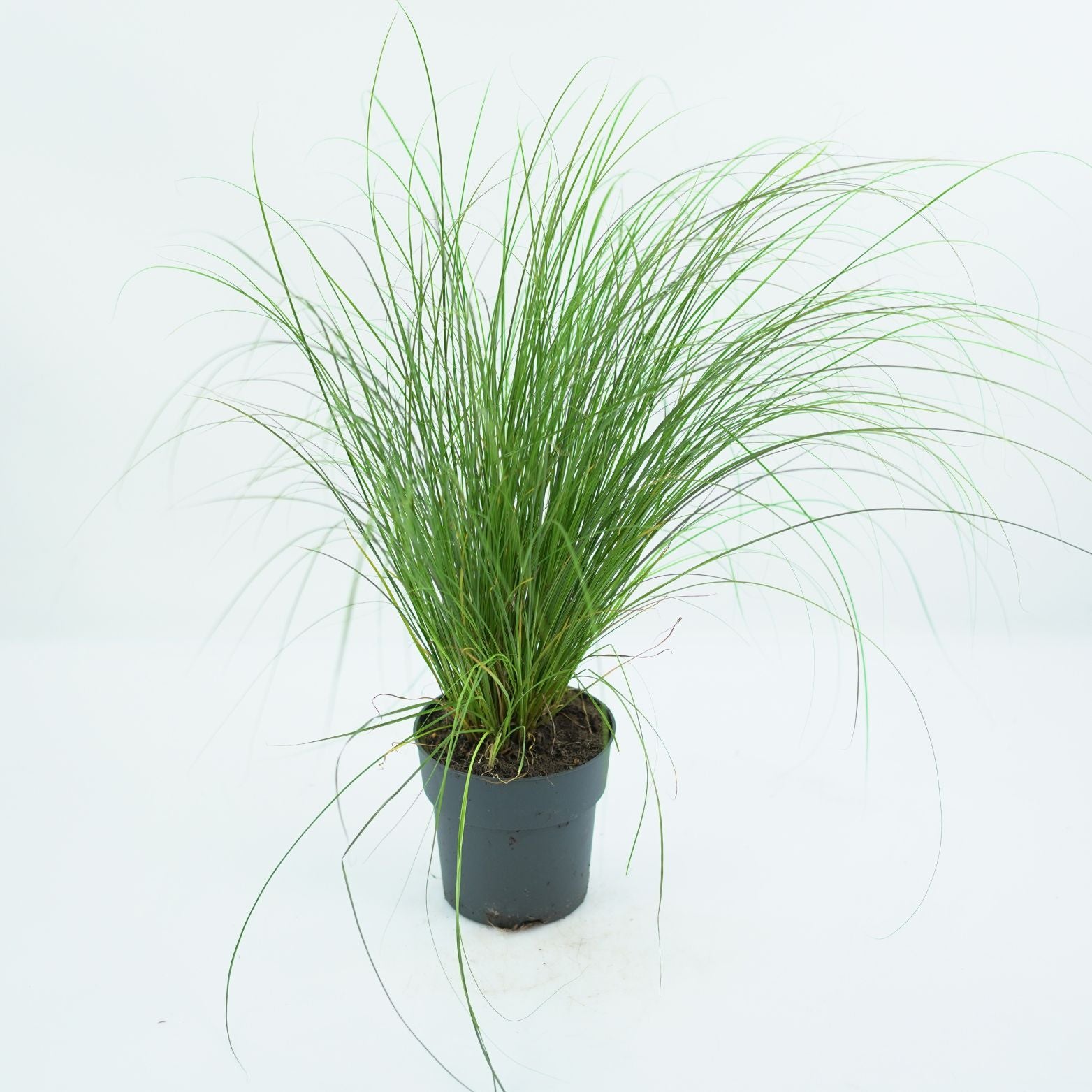 CAREX HOWARDII 'PHOENIX GREEN' Turzyca Howarda
