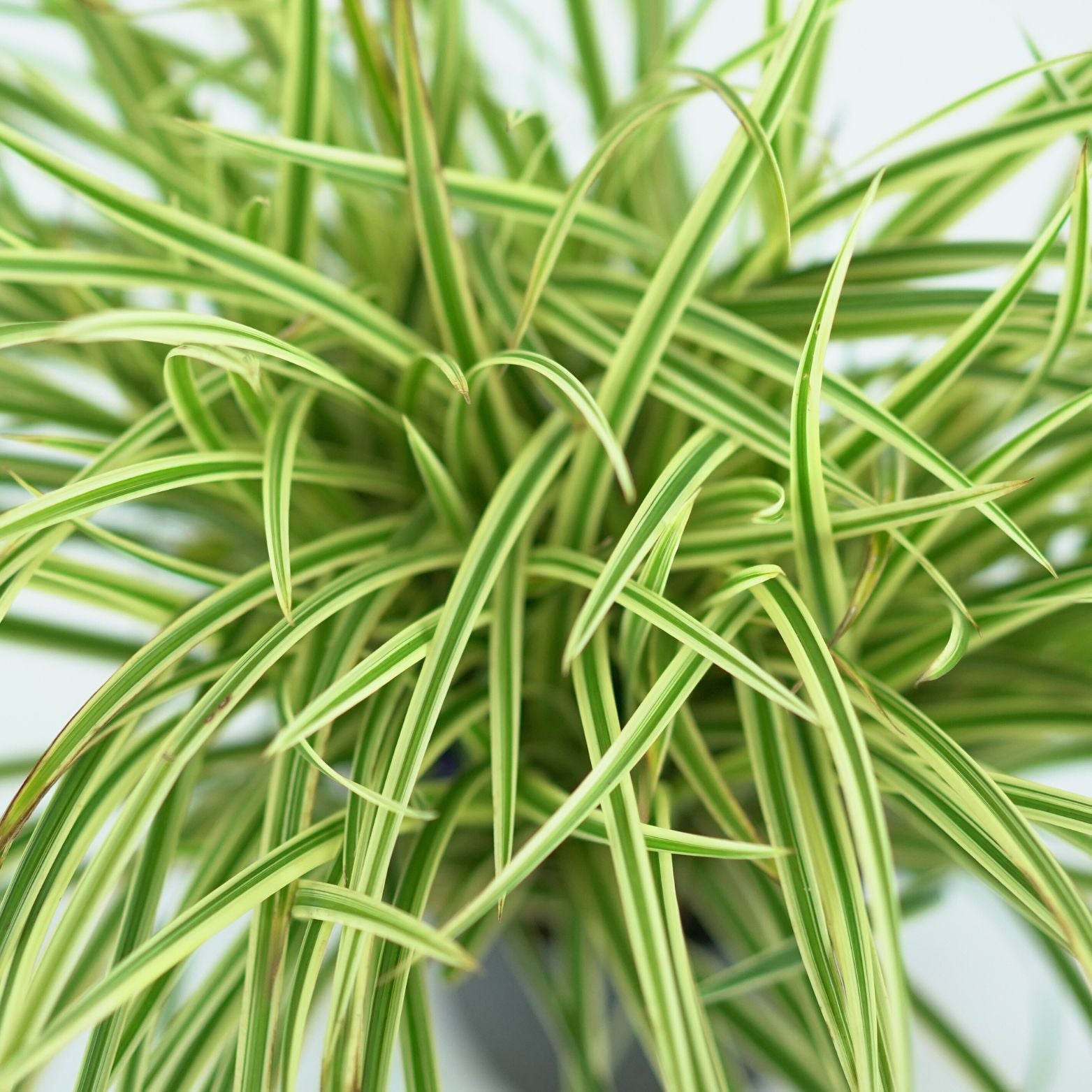 CAREX MORROVI 'GOLD BAND' Turzyca Morrowa