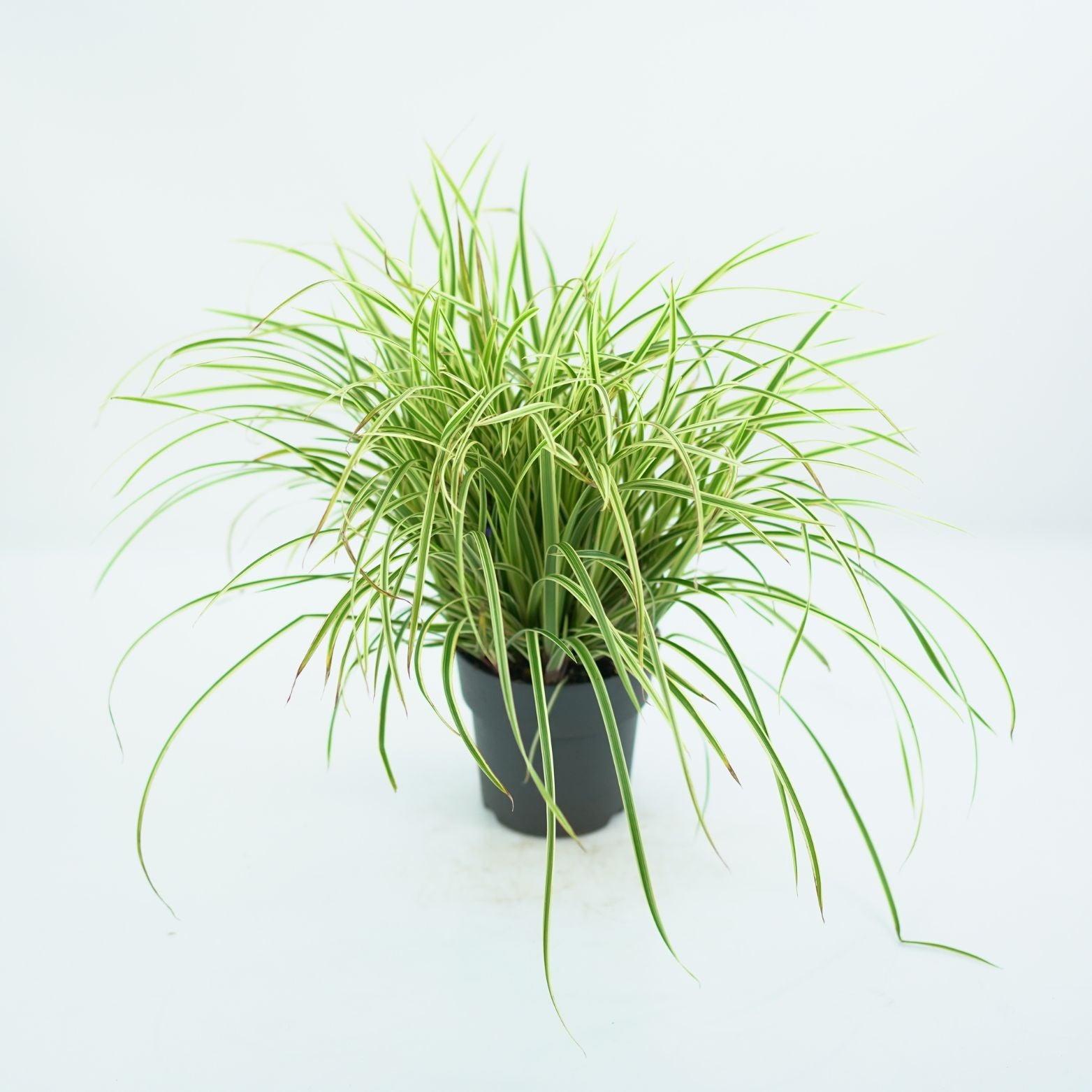 CAREX MORROVI 'GOLD BAND' Turzyca Morrowa