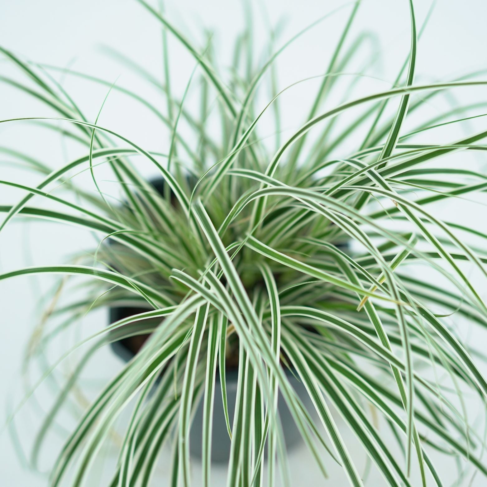 CAREX OSHIMENSIS 'EVEREST' Turzyca oszimska