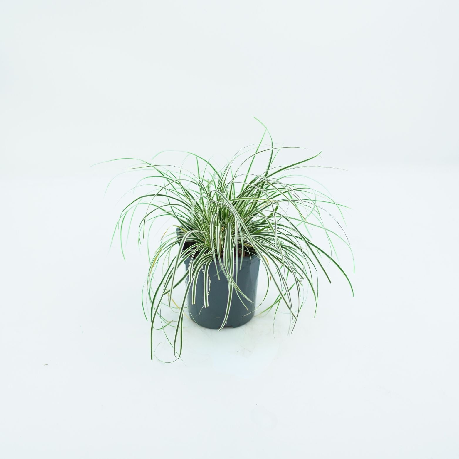 CAREX OSHIMENSIS 'EVEREST' Turzyca oszimska