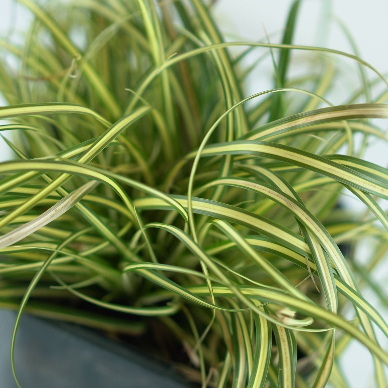 CAREX OSHIMENSIS 'EVERGOLD' Turzyca oszimska