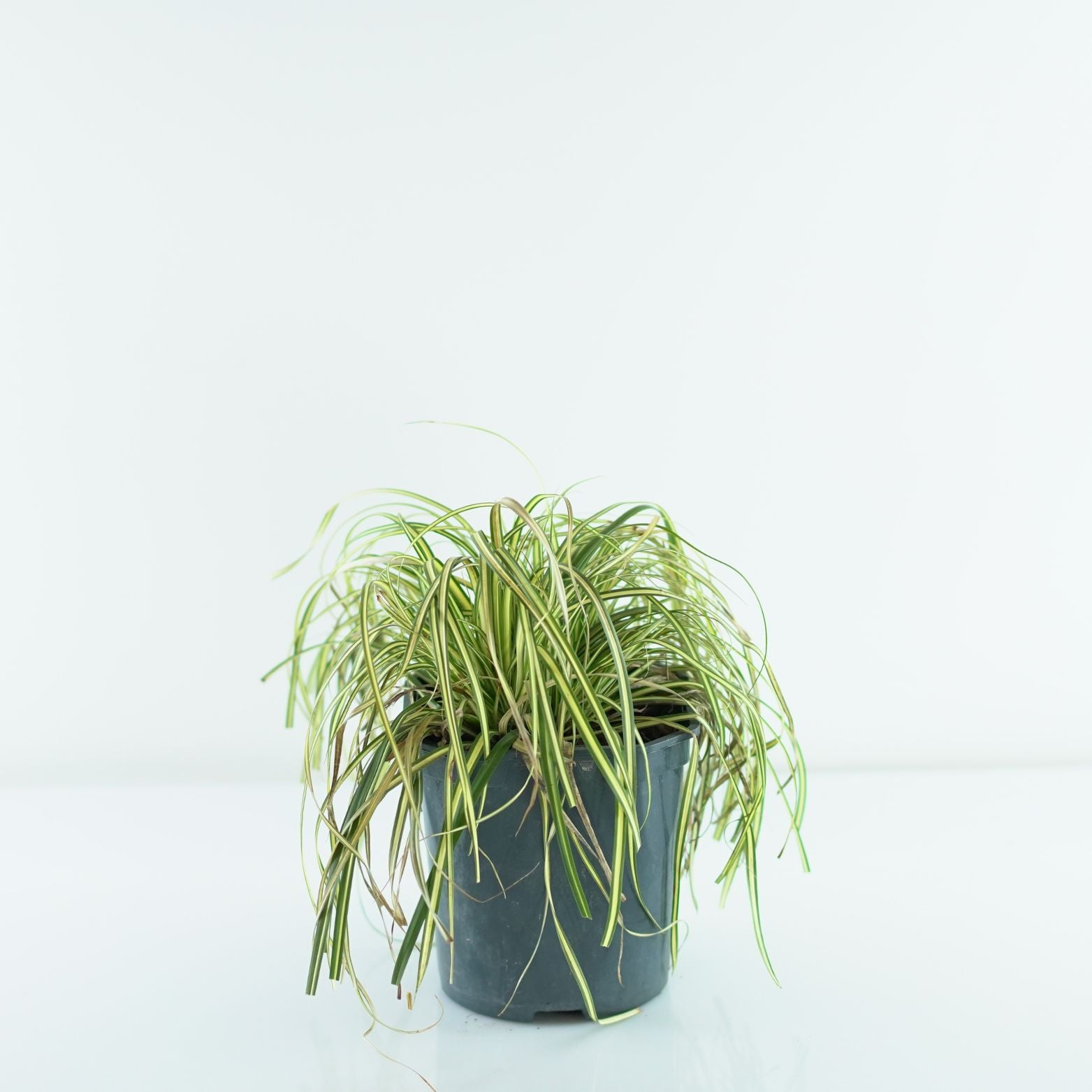 CAREX OSHIMENSIS 'EVERGOLD' Turzyca oszimska