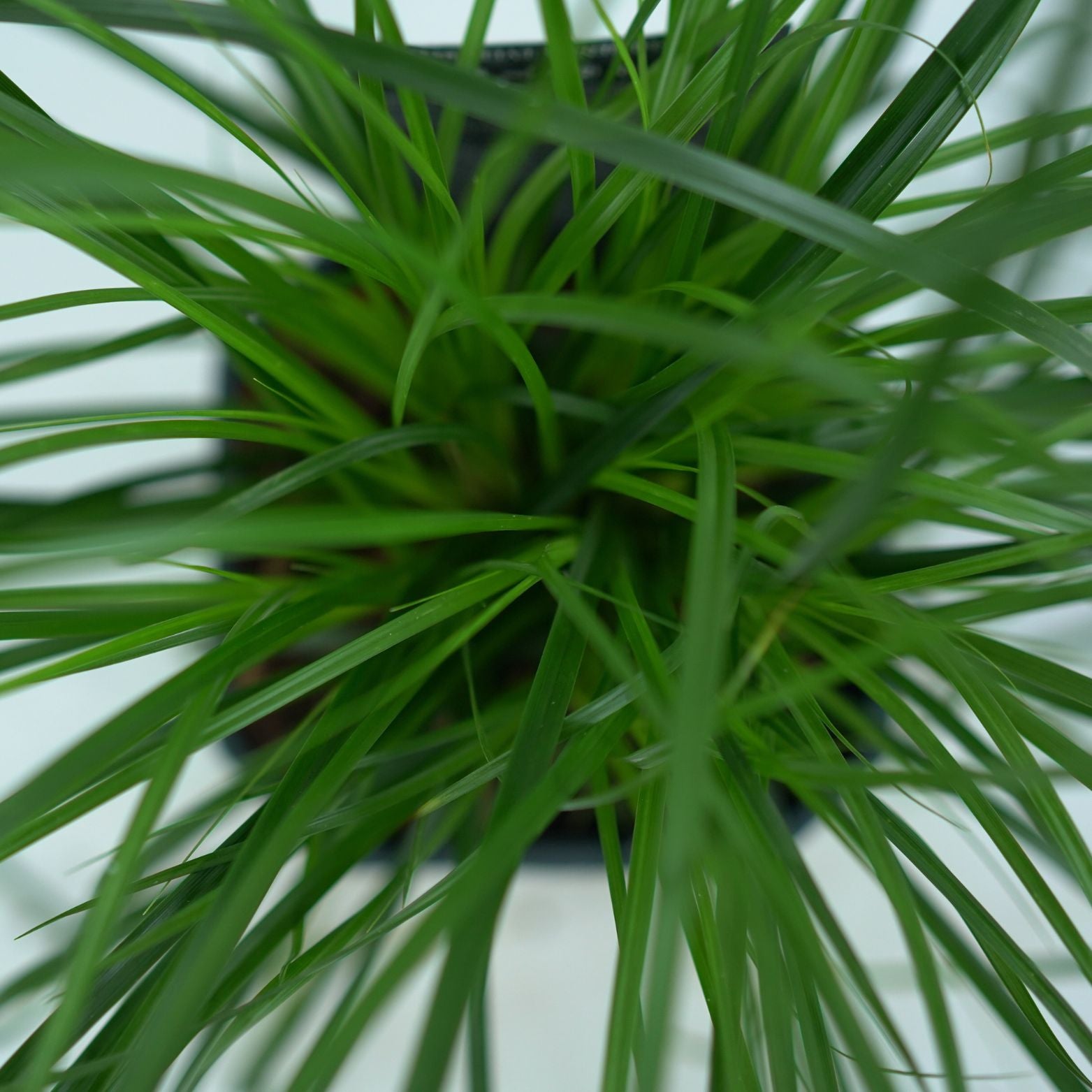 CAREX OSHIMENSIS 'EVERGREEN' Turzyca oszimska