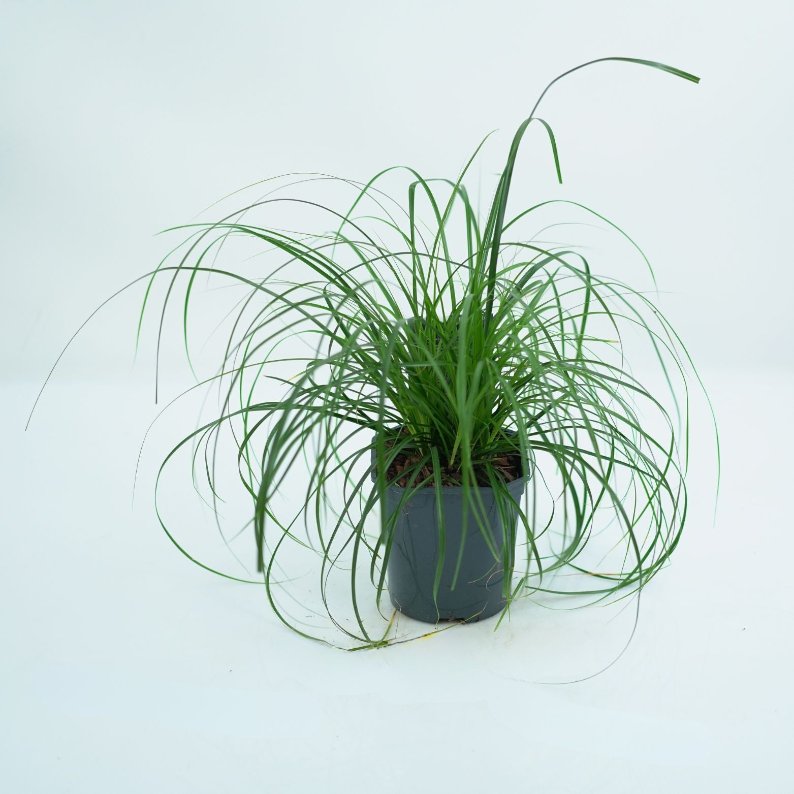 CAREX OSHIMENSIS 'EVERGREEN' Turzyca oszimska