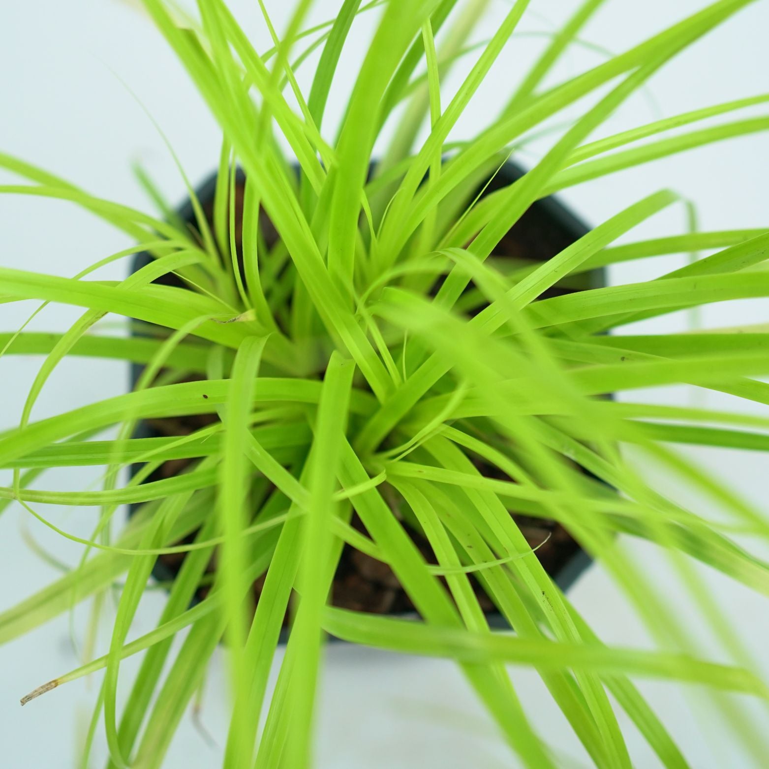 CAREX OSHIMENSIS 'EVERILLO' Turzyca oszimska