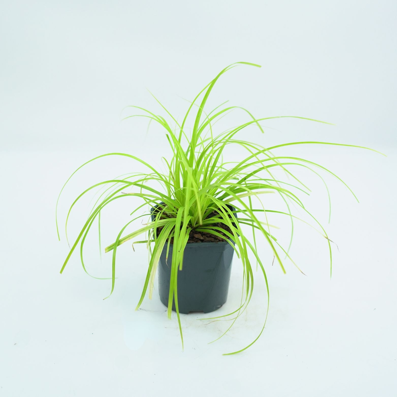 CAREX OSHIMENSIS 'EVERILLO' Turzyca oszimska