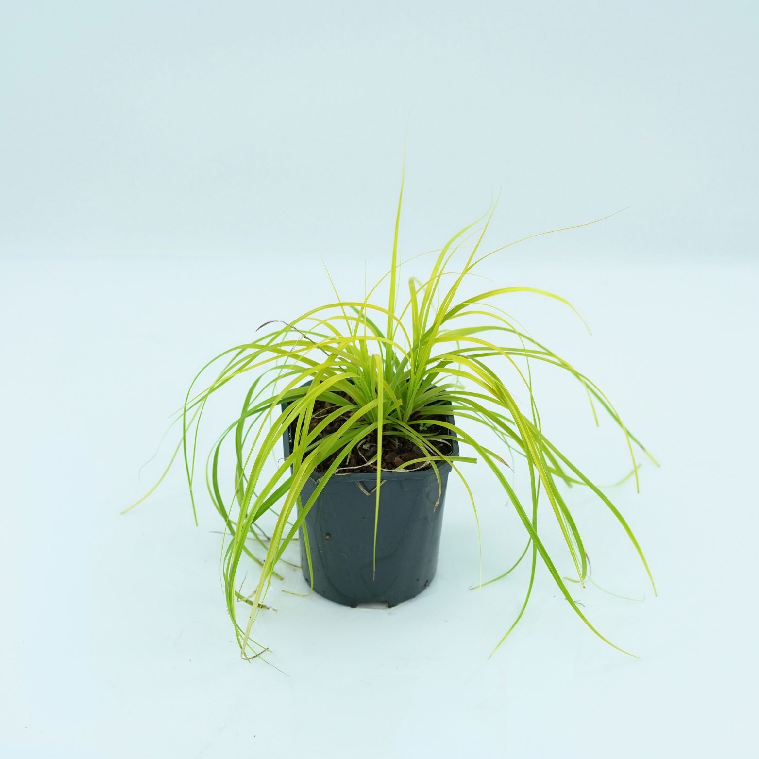 CAREX OSHIMENSIS 'EVERILLO' Turzyca oszimska