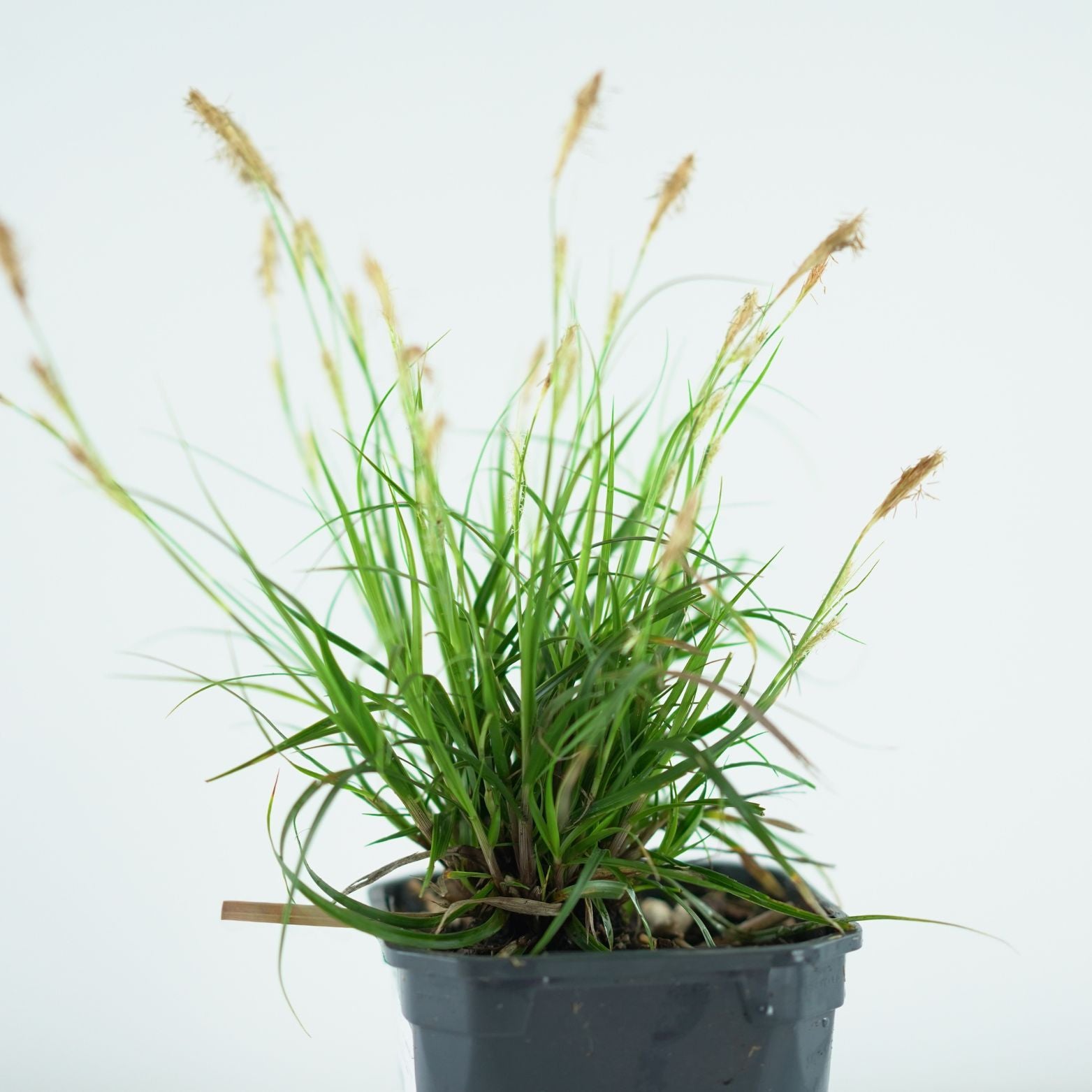 CAREX OSHIMENSIS 'EVERLIME' Turzyca oszimska
