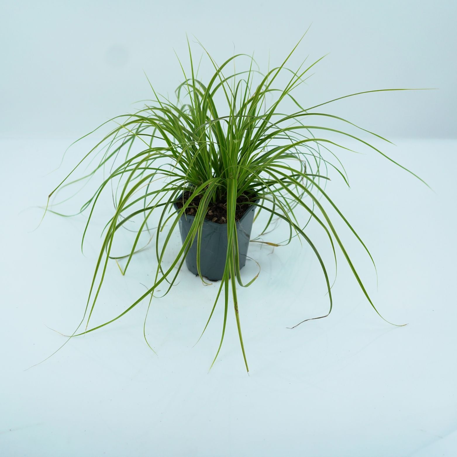 CAREX OSHIMENSIS 'EVERLIME' Turzyca oszimska