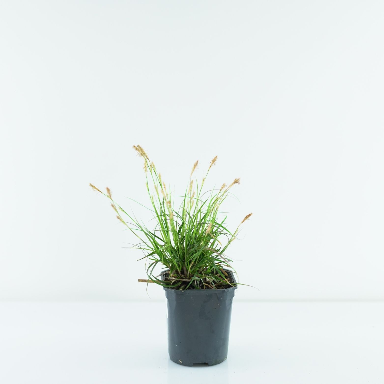 CAREX OSHIMENSIS 'EVERLIME' Turzyca oszimska