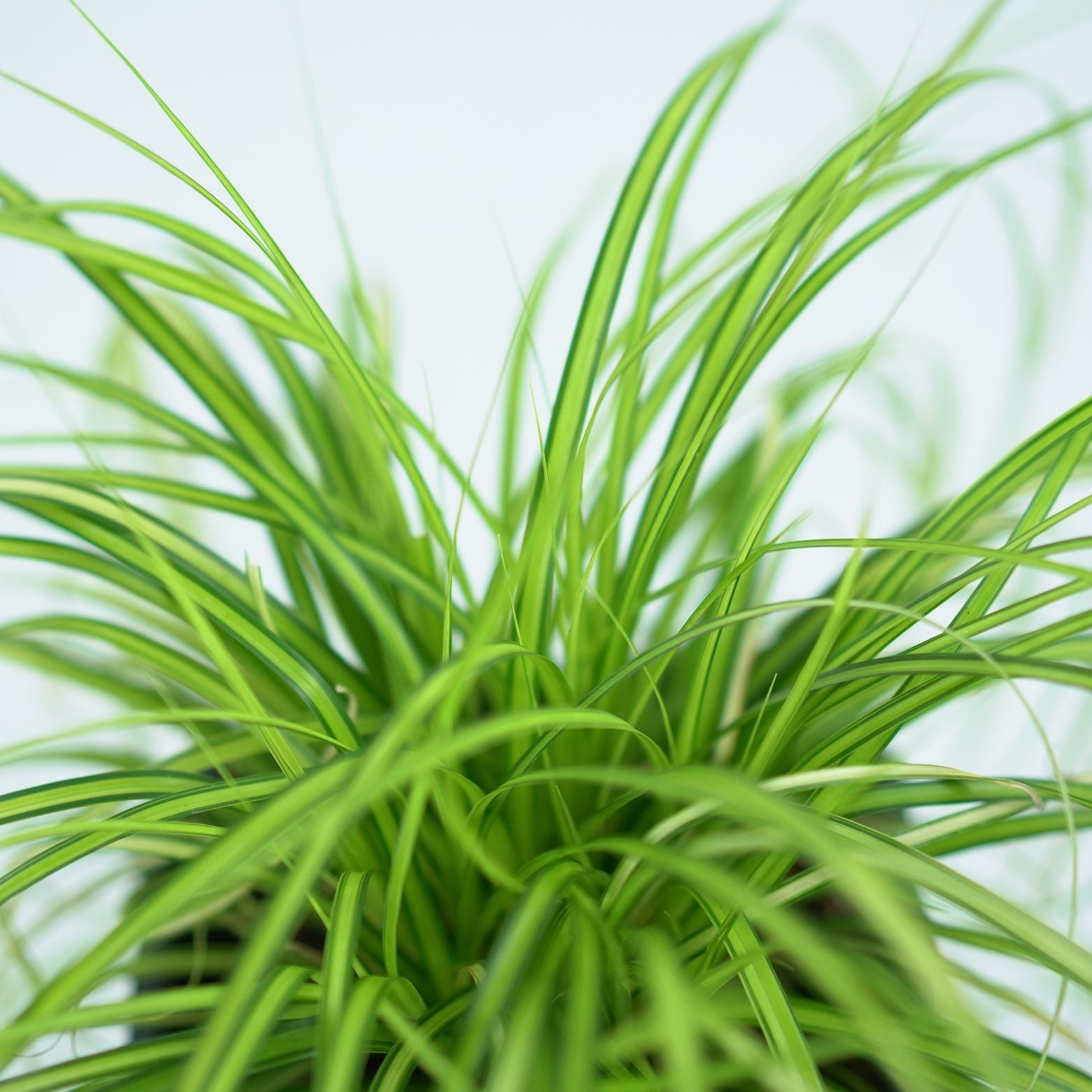 CAREX OSHIMENSIS 'EVERSHEEN' Turzyca oszimska