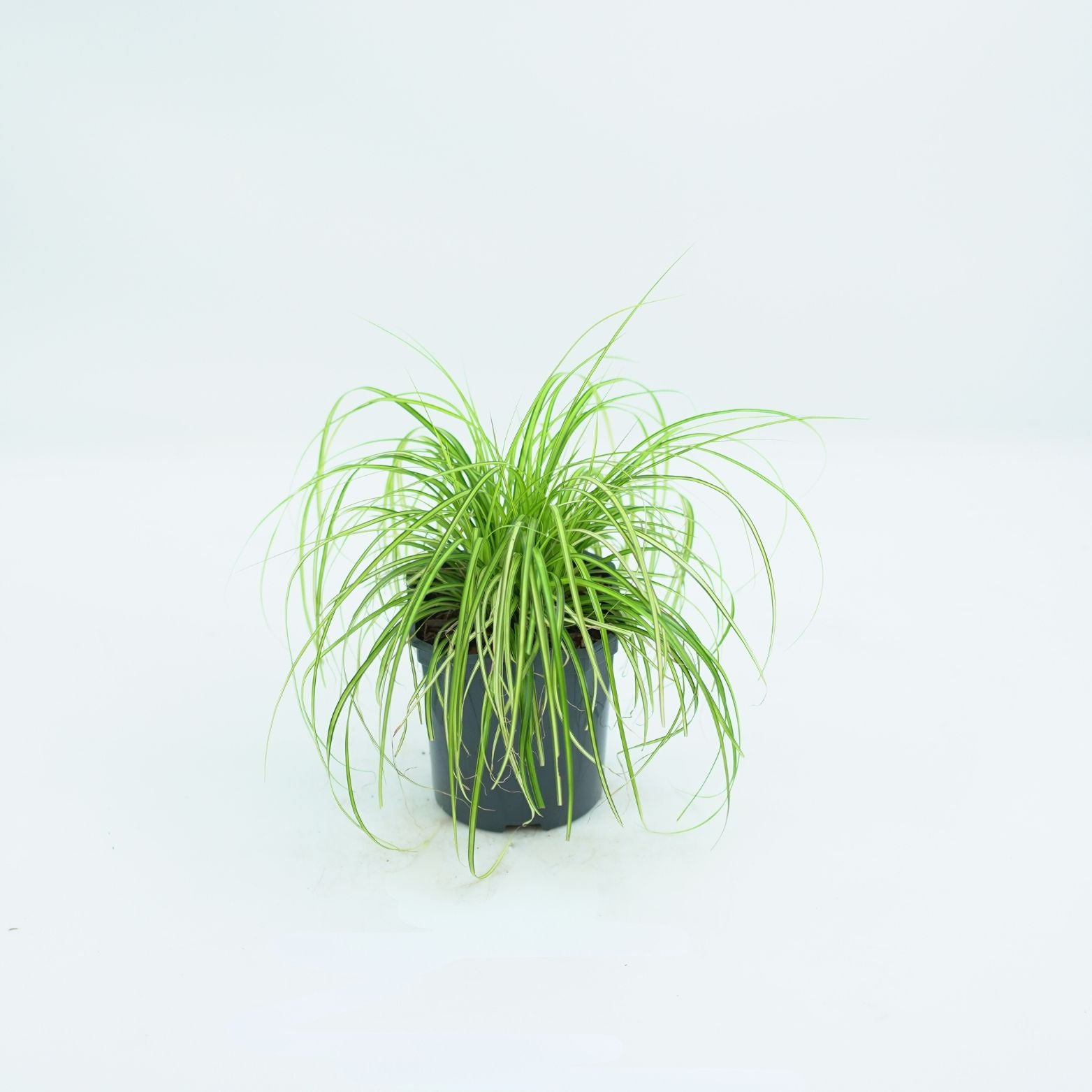 CAREX OSHIMENSIS 'EVERSHEEN' Turzyca oszimska