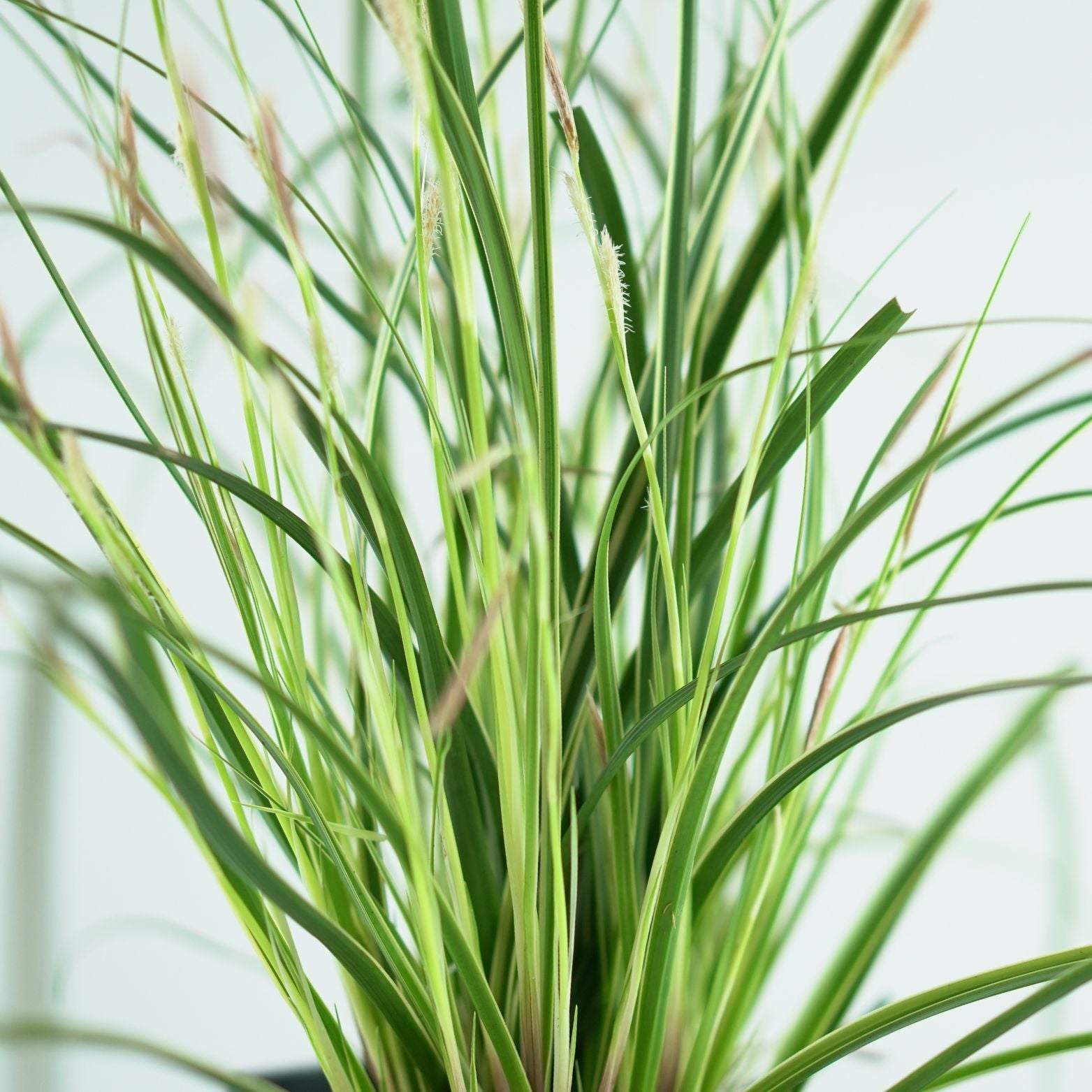 CAREX OSHIMENSIS 'Evercream' Turzyca oszimska