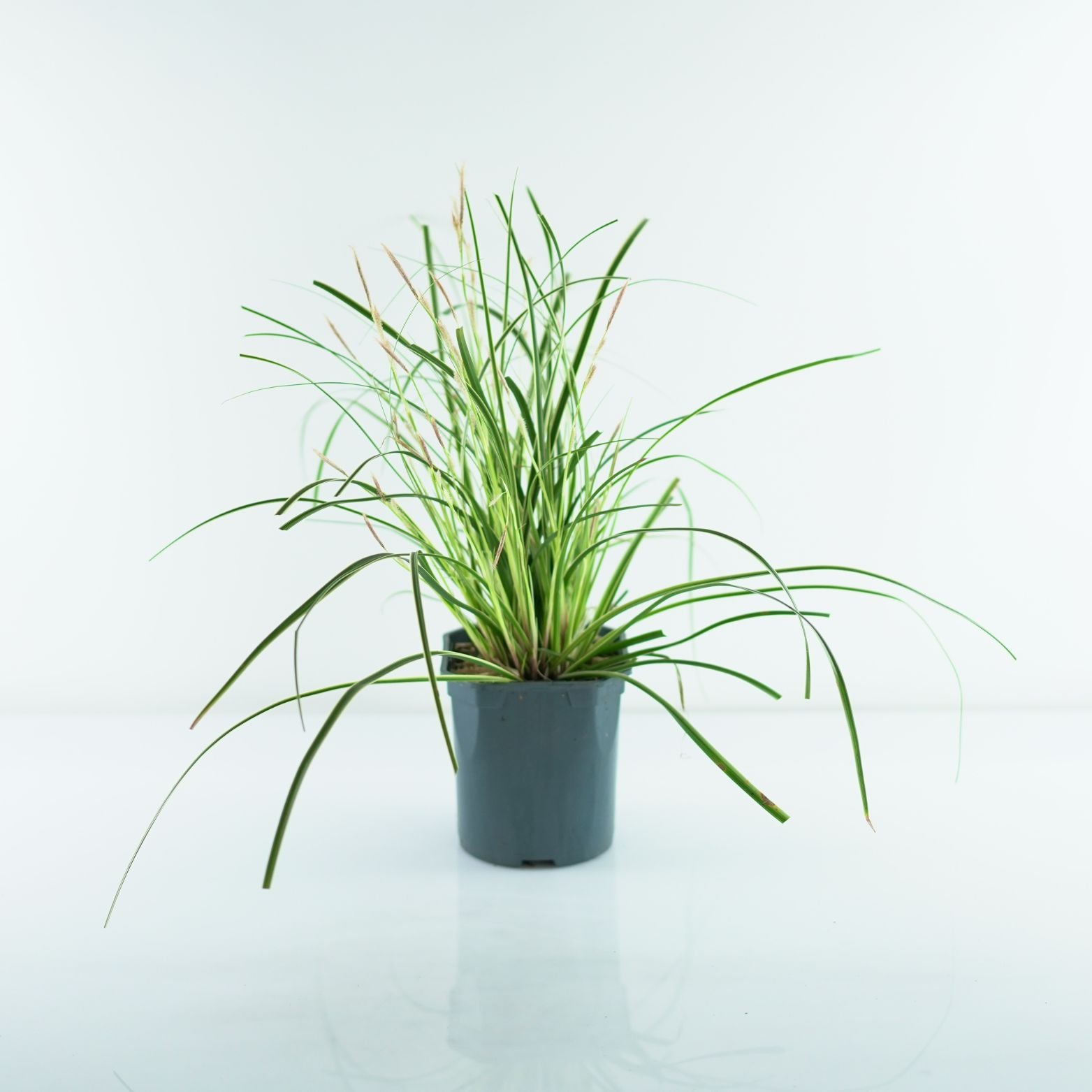 CAREX OSHIMENSIS 'Evercream' Turzyca oszimska