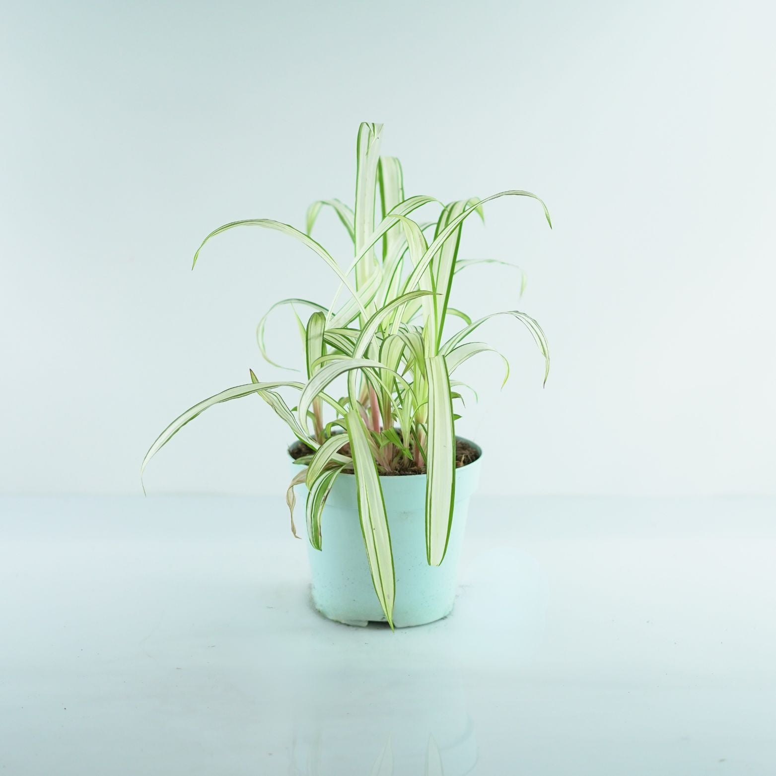CAREX SIDEROSTICHA 'Shiro' Turzyca rzędowa