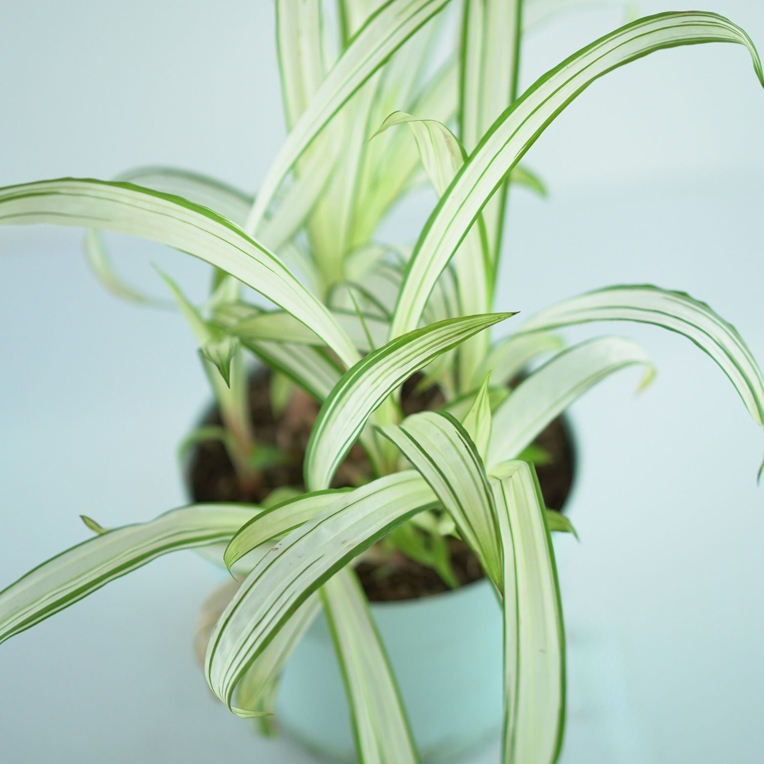 CAREX SIDEROSTICHA 'Shiro' Turzyca rzędowa