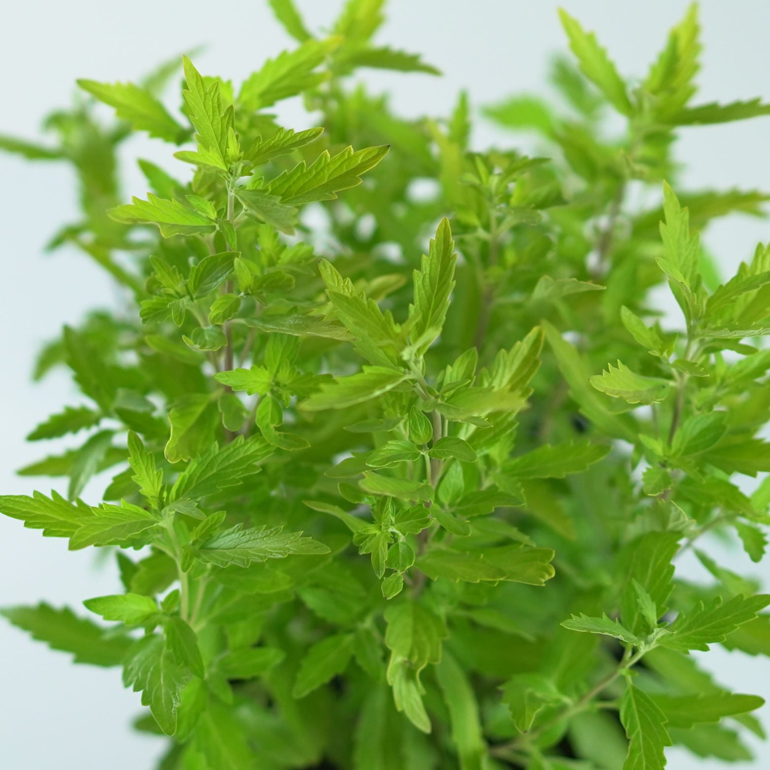 CARYOPTERIS CLADONENSIS 'Hint of Gold' 