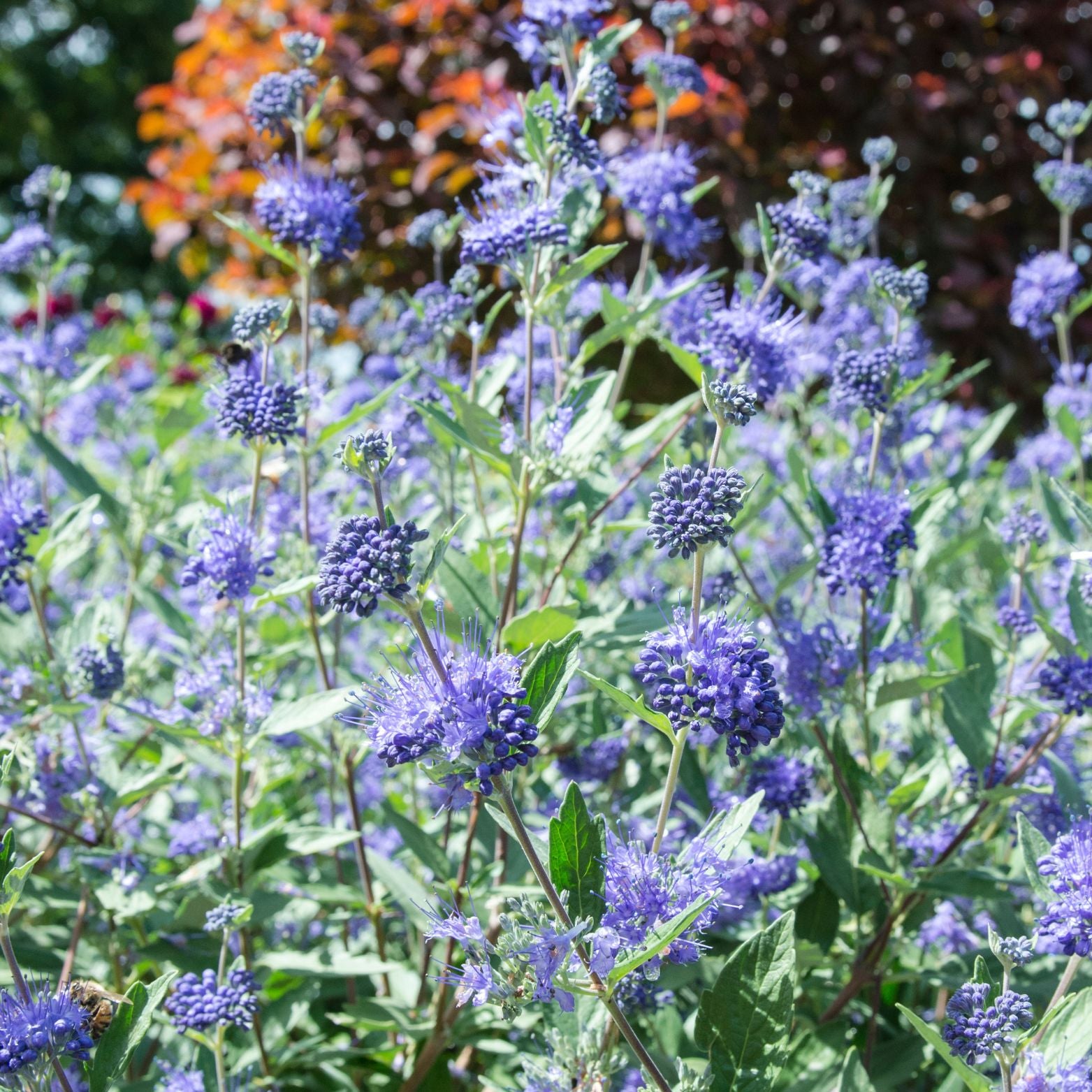 CARYOPTERIS CLADONENSIS 'Hint of Gold' 