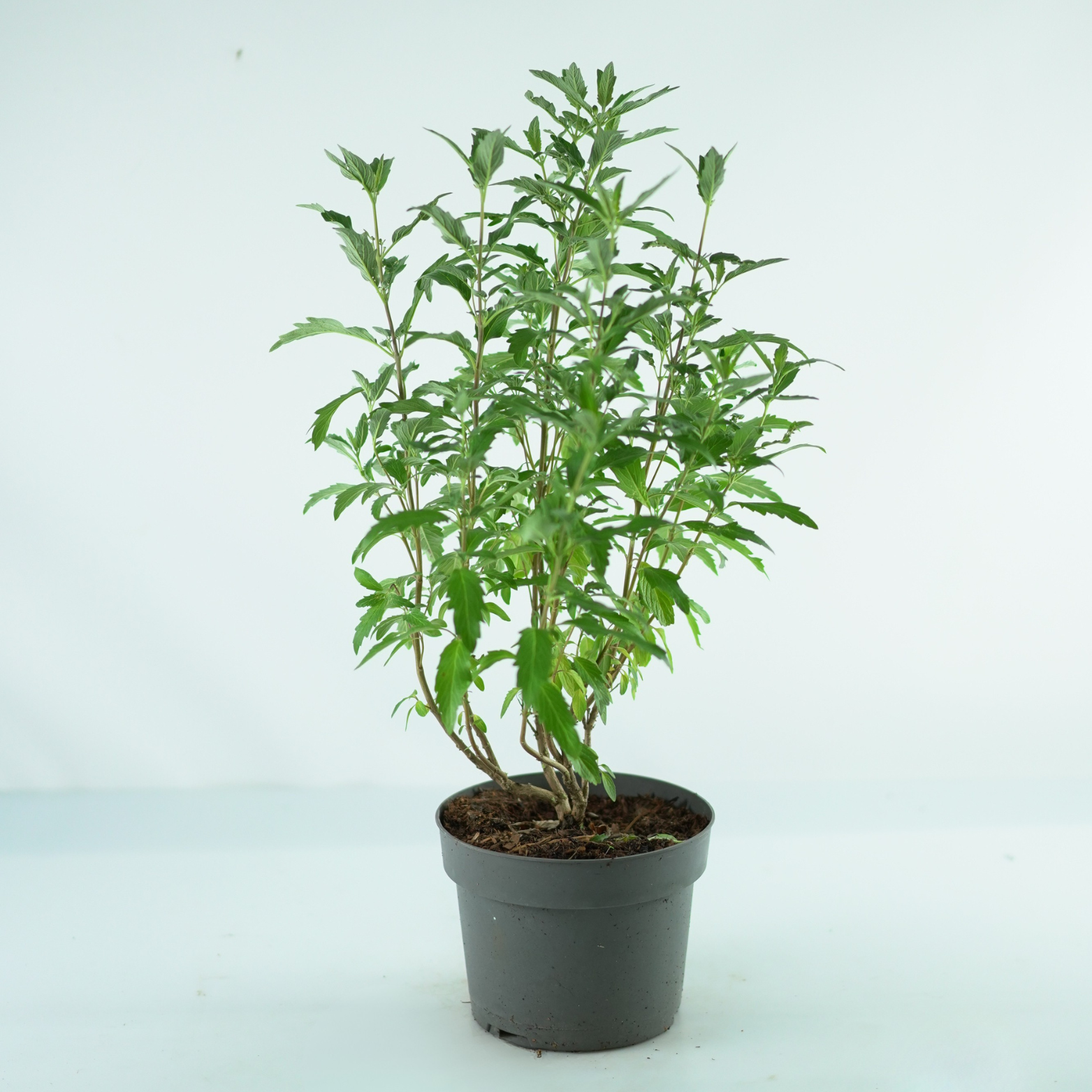 CARYOPTERIS CLADONENSIS 'Grand Blue' Barbuła klandońska