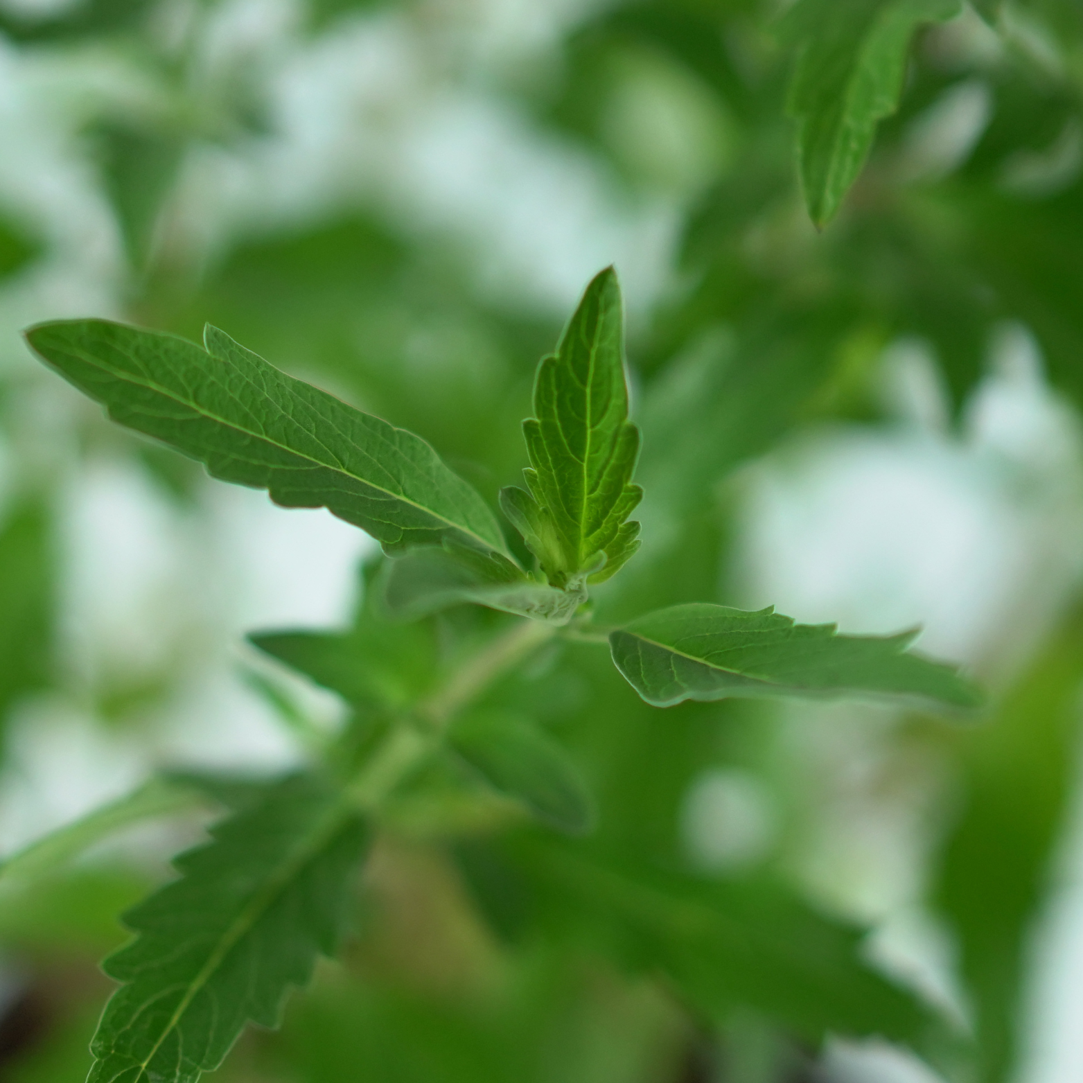 CARYOPTERIS CLADONENSIS 'Grand Blue' Barbuła klandońska