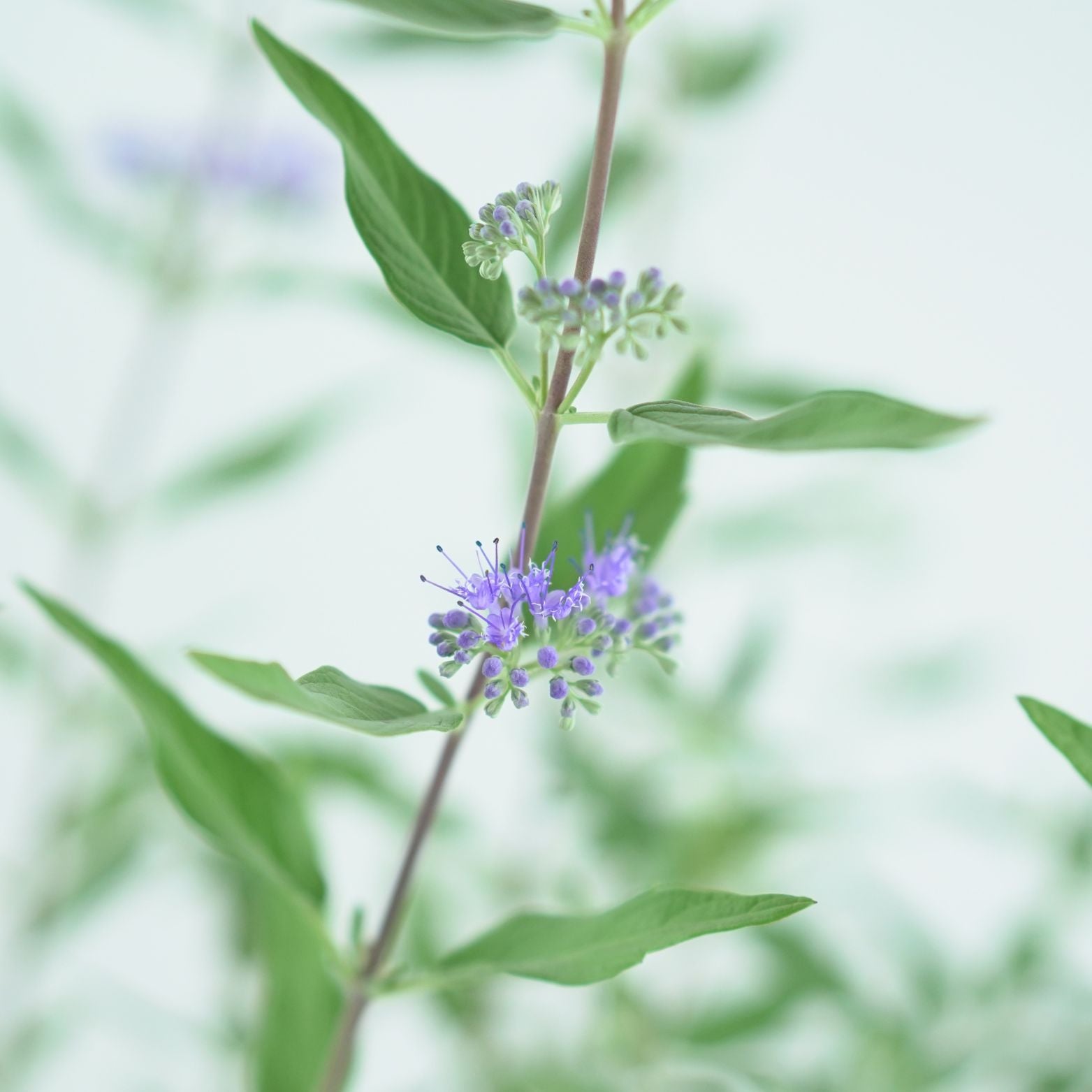 CARYOPTERIS CLADONENSIS 'HEAVENLY BLUE' Barbuła klandońska