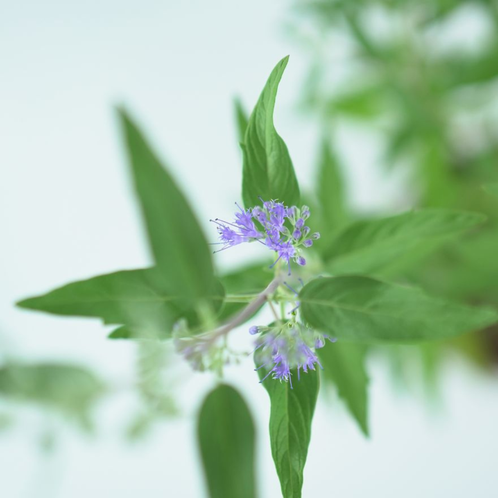 CARYOPTERIS CLADONENSIS 'HEAVENLY BLUE' Barbuła klandońska