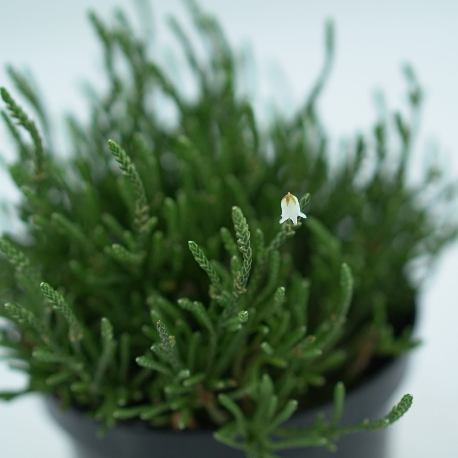 CASSIOPE BEARSDEN Kasjopeja widłakowata