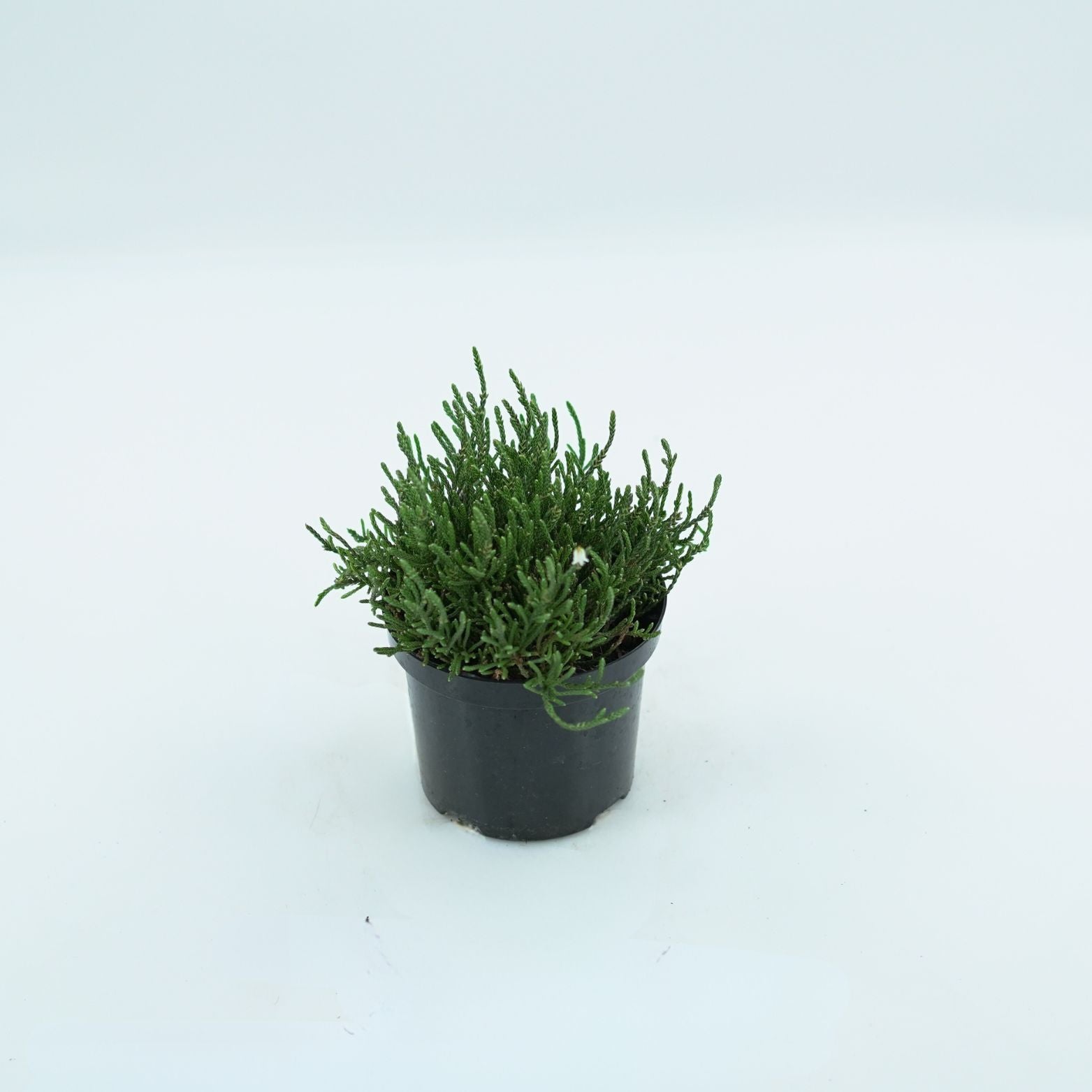 CASSIOPE BEARSDEN Kasjopeja widłakowata